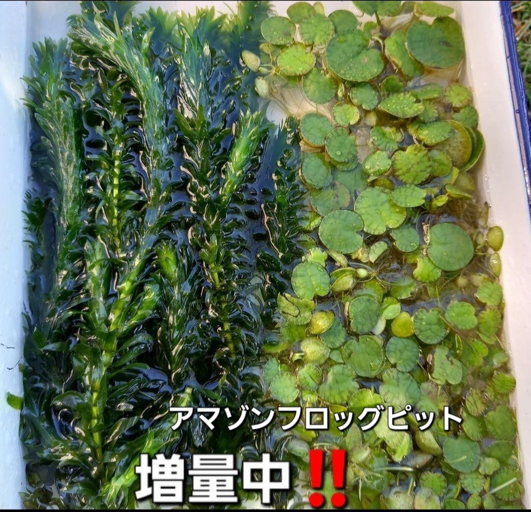 天然アナカリス 3本入り✖️3個セット アマゾンフロッグピット 浮草