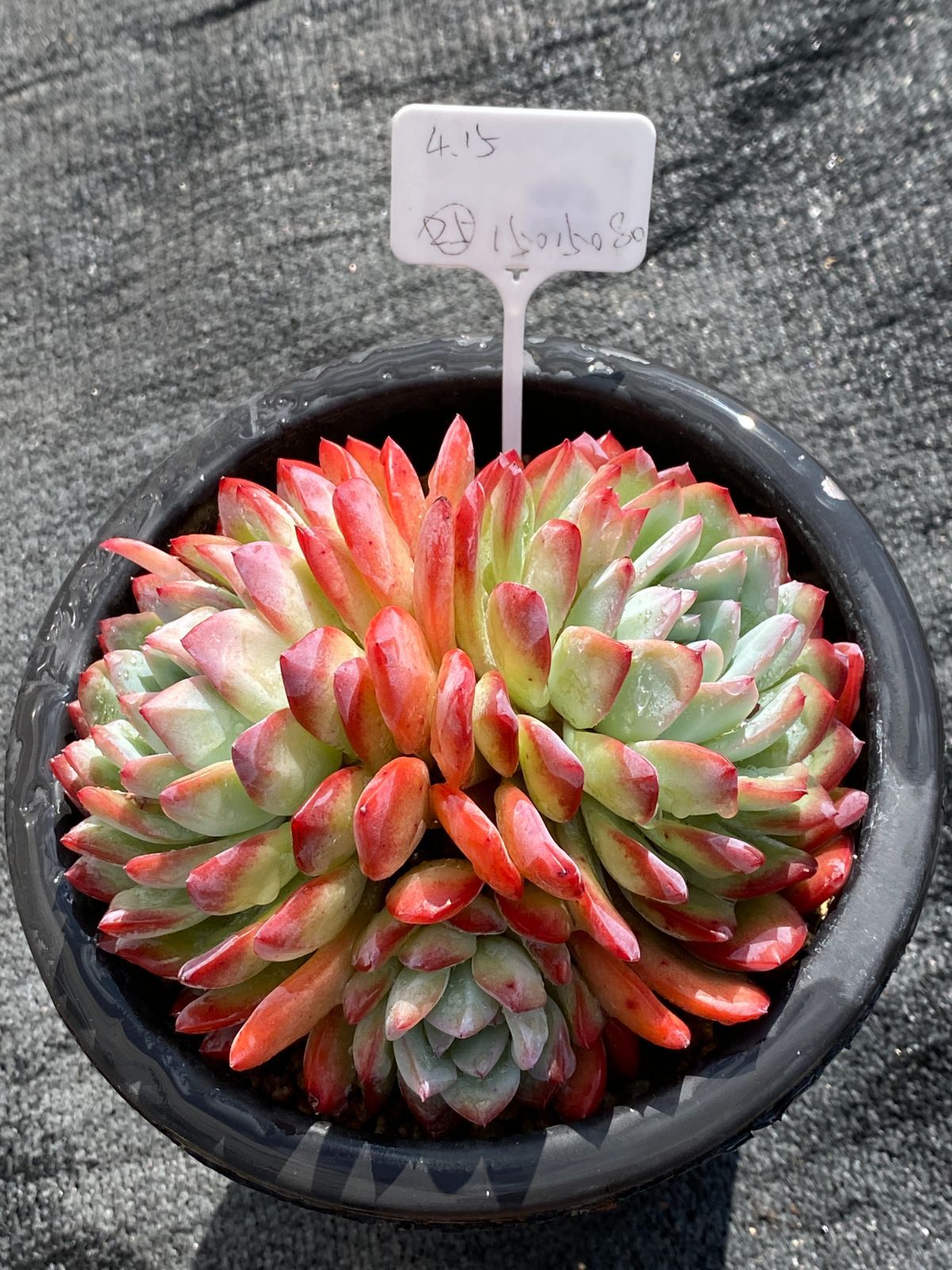 新発売 QS67 ピンクロータス 105苗セット 土と根付き 多肉植物