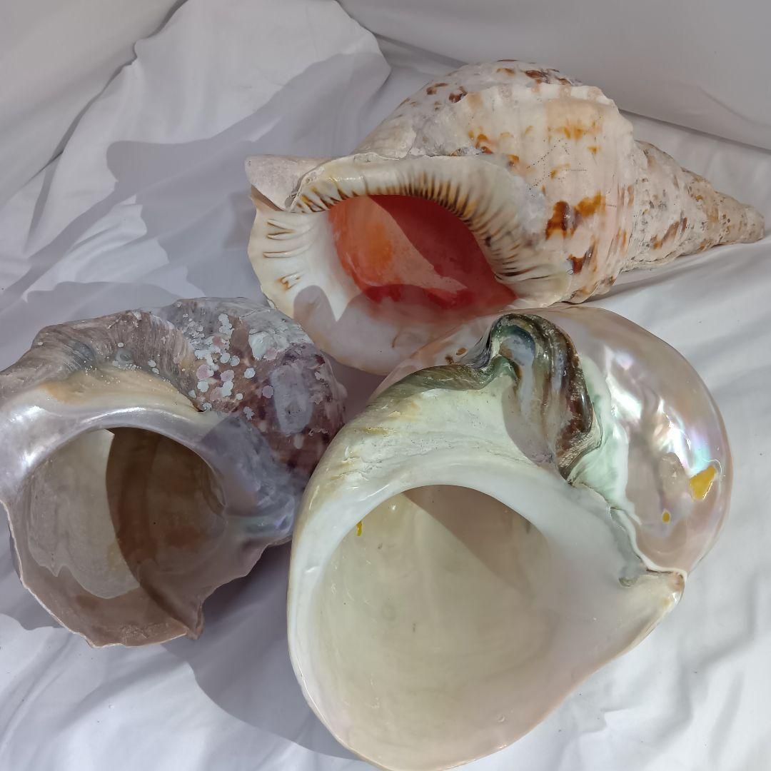 貝殻3セット アンティーク 置物 海 貝殻3セット アンティーク 置物 海 - メルカリ