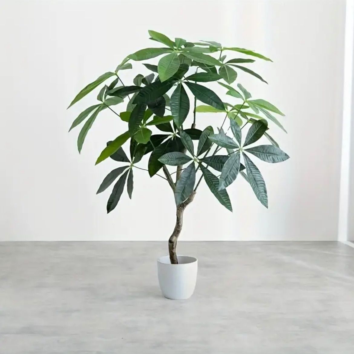 鉢植え リビングルーム