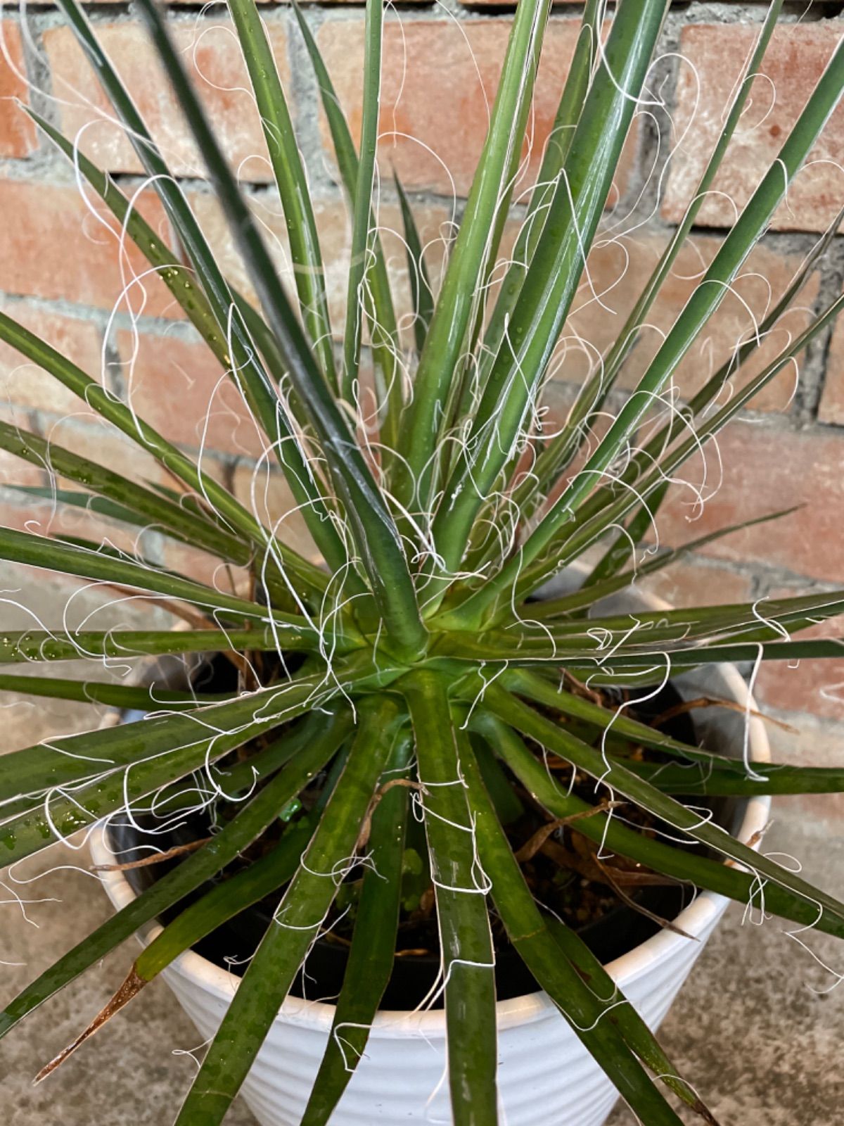 アガベ ジェミニフローラ 地植え 群生株