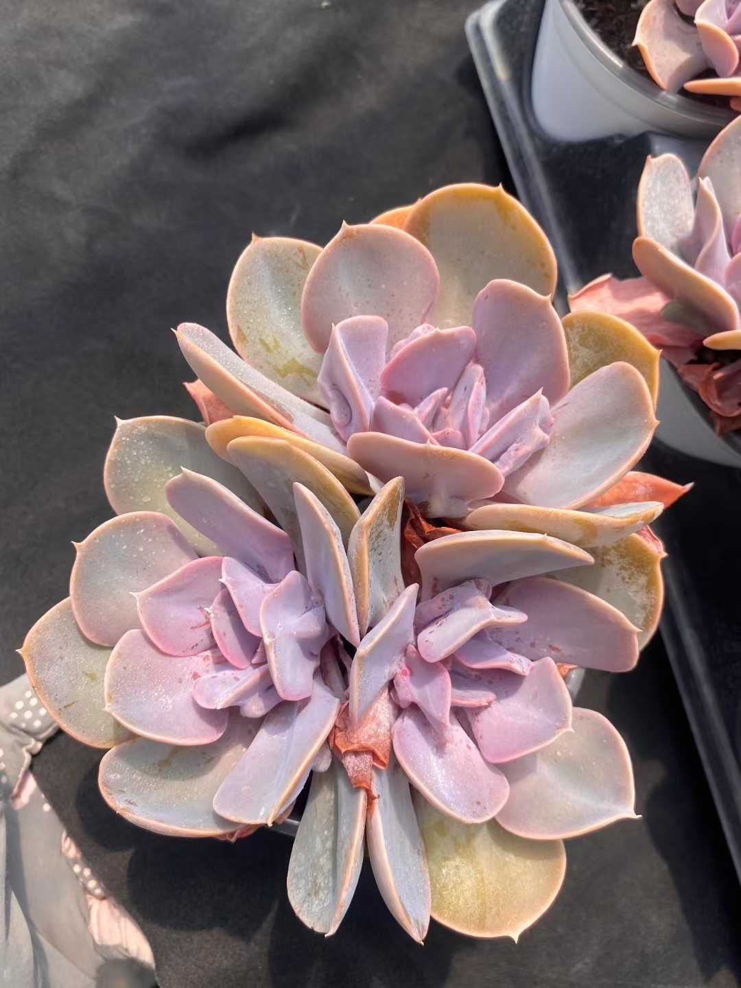 12株の抜き苗セット パールフォンニュルンベルグ群生 多肉植物 佐川急便発送 エケベリア 韓国苗 MY450