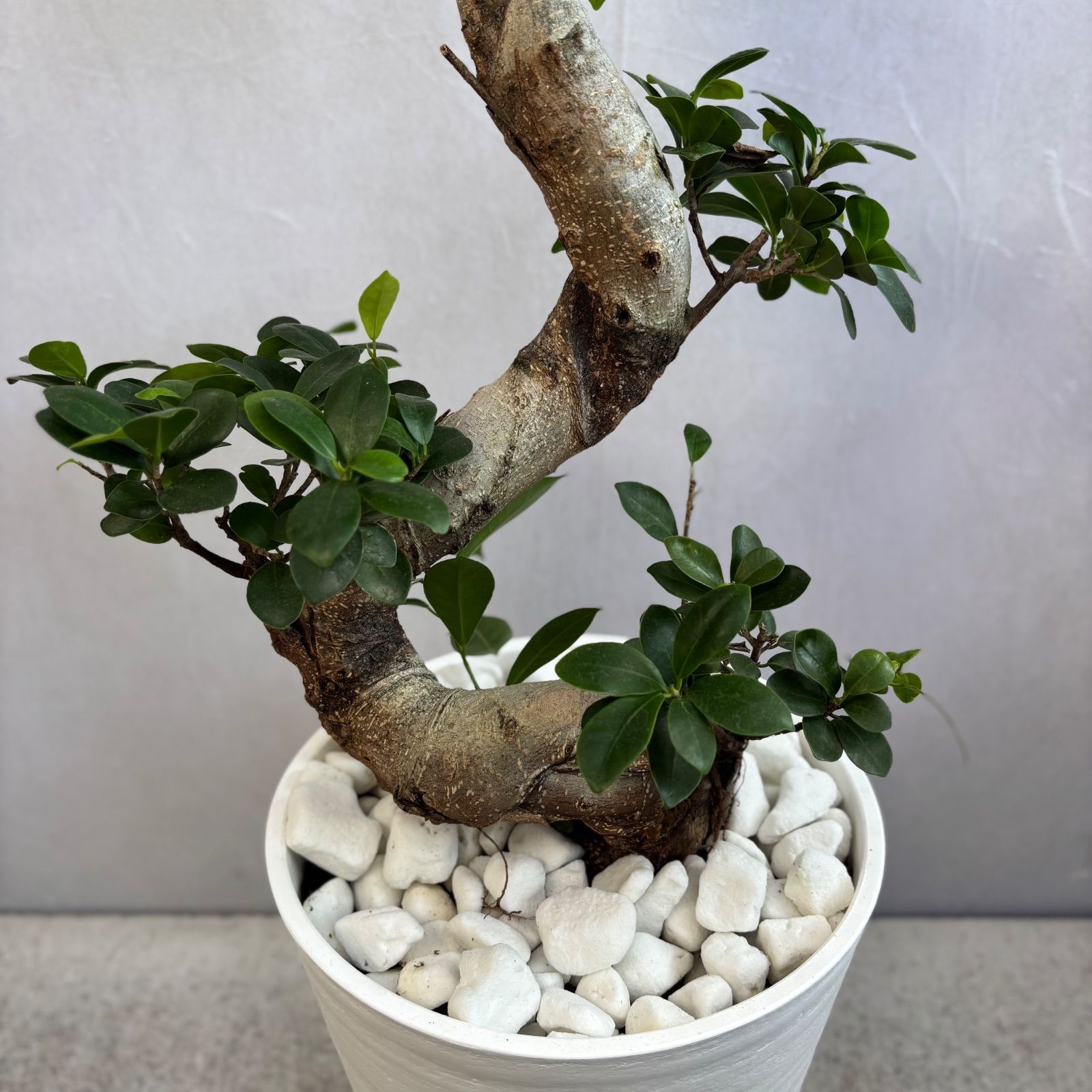 フィカス 縁起物昇り龍 曲がりガジュマル フィカス☆ 人気植物 ガジュマル 昇り龍 縁起物