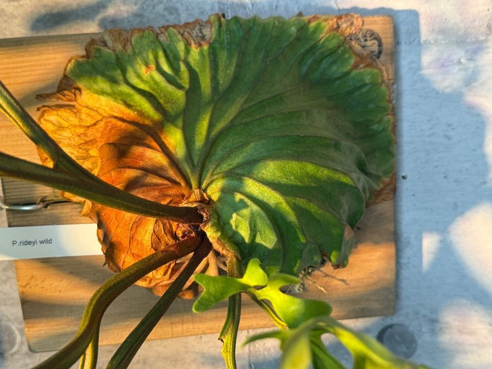 根上り五葉松 素材 盆栽 那須五葉松