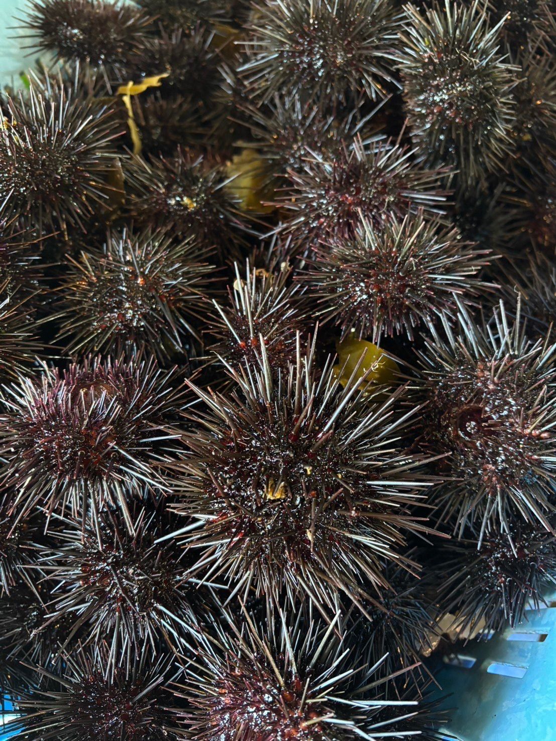 うに様 北海道積丹産】生うに【100g】北海道産 天然 キタムラサキウニ
