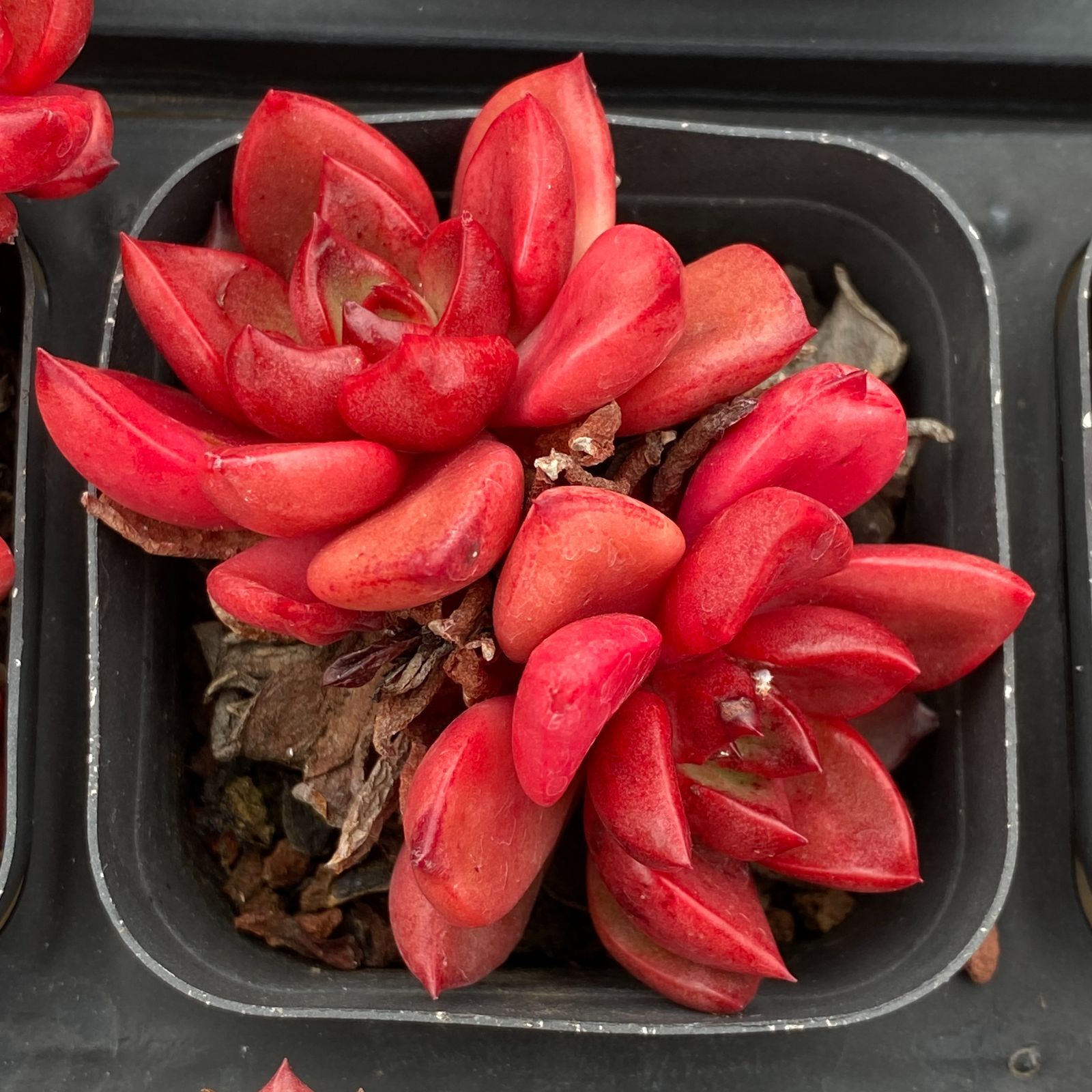 シャプトクン 抜き苗