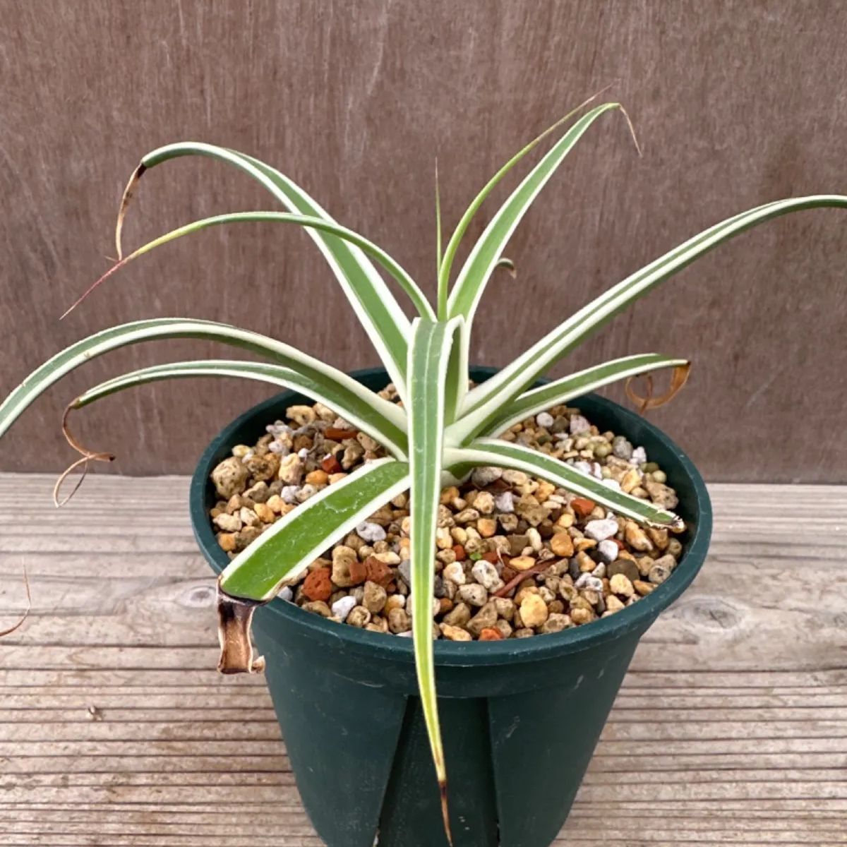 アガベ ブラクテオーサ モンテレイフロスト アガベ ブラクテオサ ' モンテレイフロスト ' Agave bracteosa