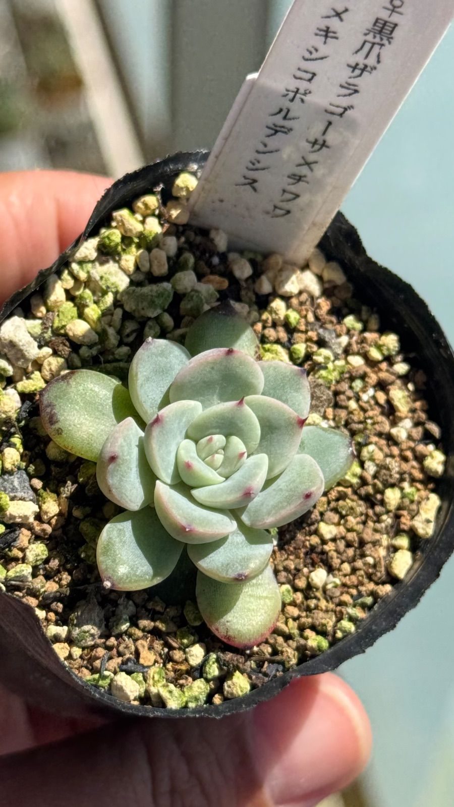 多肉植物 札なし (黒爪ザラゴーサxチワワ)xメキシコポルデンシス 多肉植物 札なし (黒爪ザラゴーサxチワワ)xメキシコポルデンシス