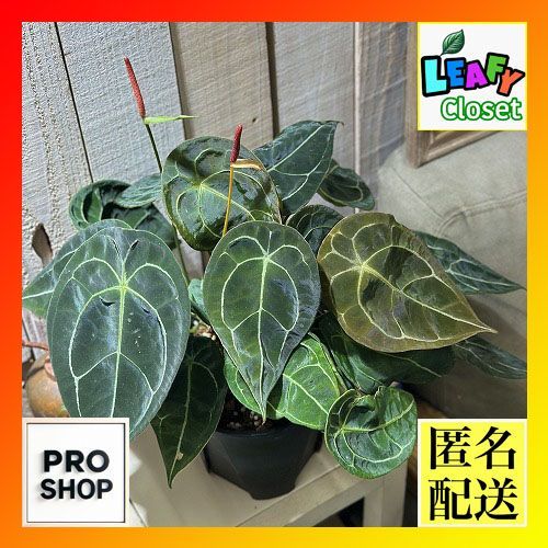 アンスリウム グイルディンキー 5号鉢 希少 アンスリウム グイル