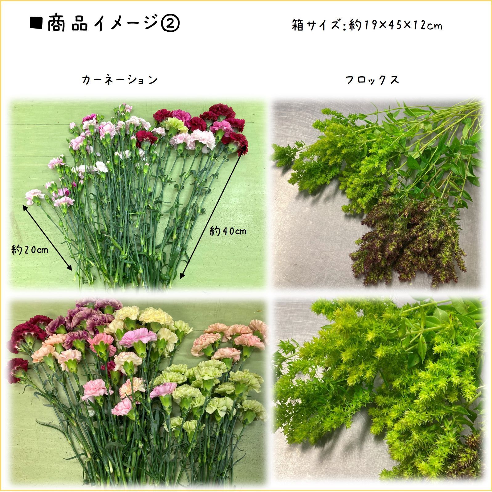☆2種セット☆カーネーション＆フロックス 規格外品 品種MIX 80