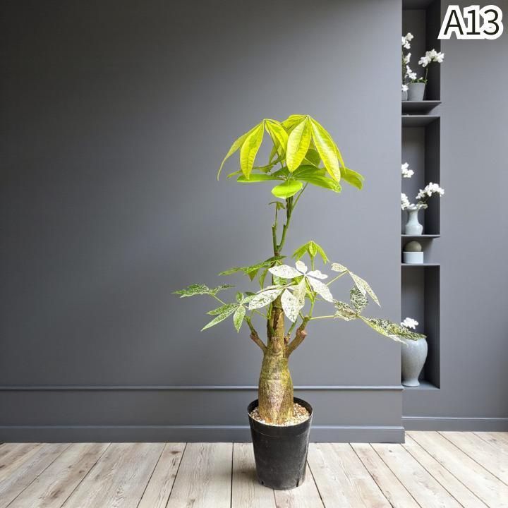 パキラ ミルキーウェイ × ムーンライト｜塊根風、複数接木A13｜無機質用土 パキラ ミルキーウェイ × ムーンライト｜塊根風、複数接木A13