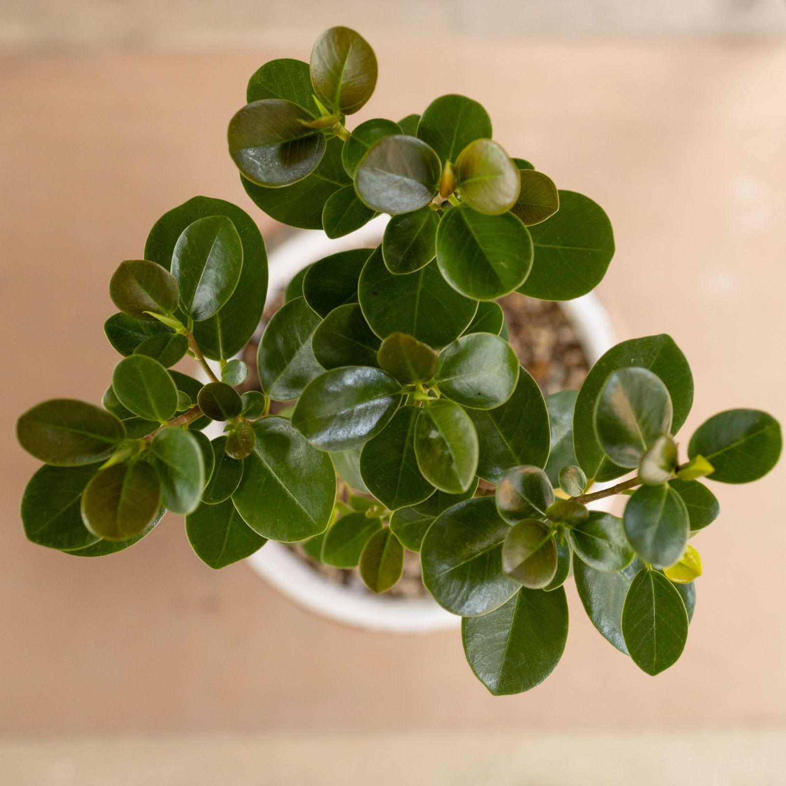 パンダガジュマル 8号 陶器鉢 観葉植物 ガジュマルの木 多幸の木 パンダガジュマル 8号 陶器鉢 観葉植物 ガジュマルの木 多幸の木