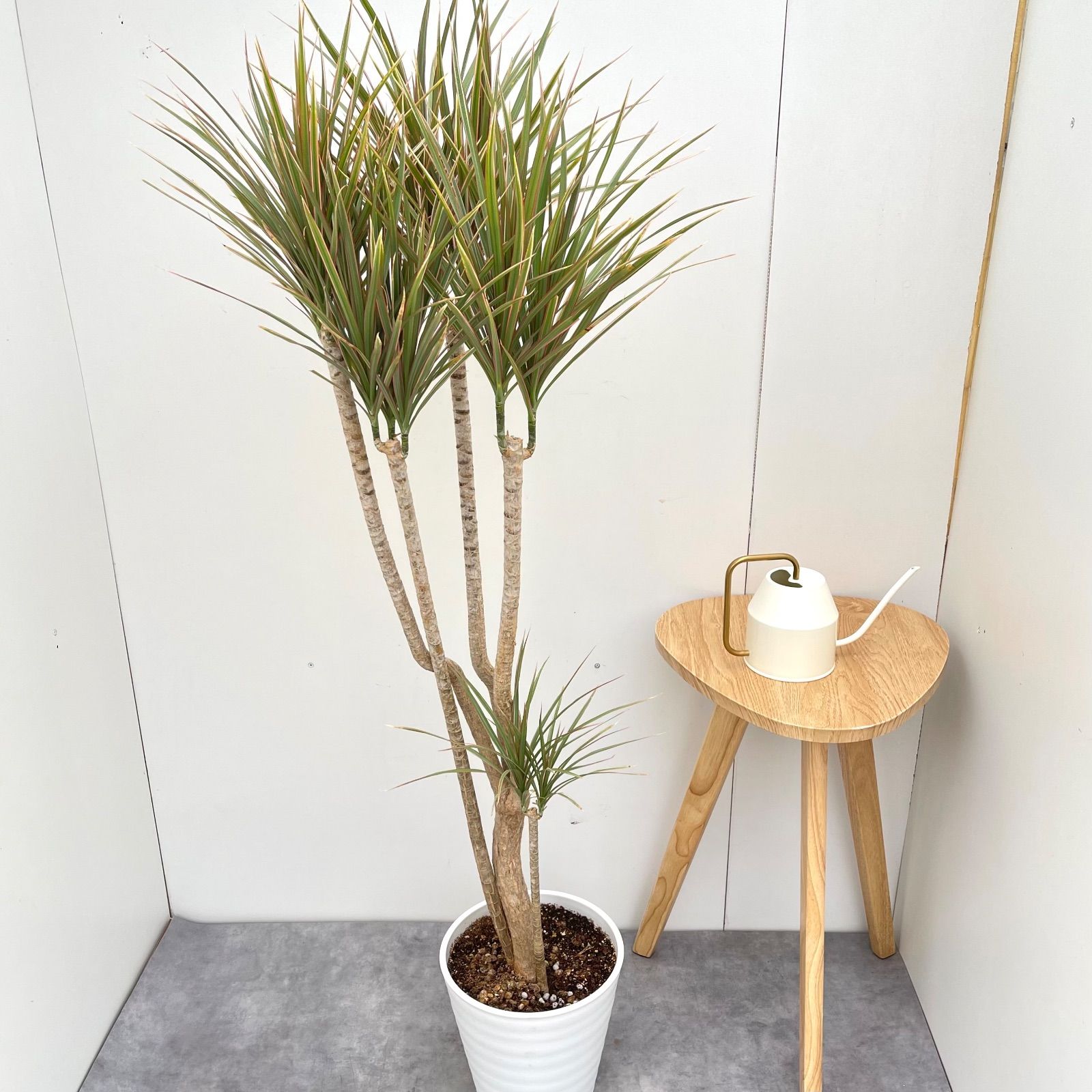 ビカクシダ 着生板 蛇籠 bacteria jenny ridleyi ビカクシダ 板 おしゃれ