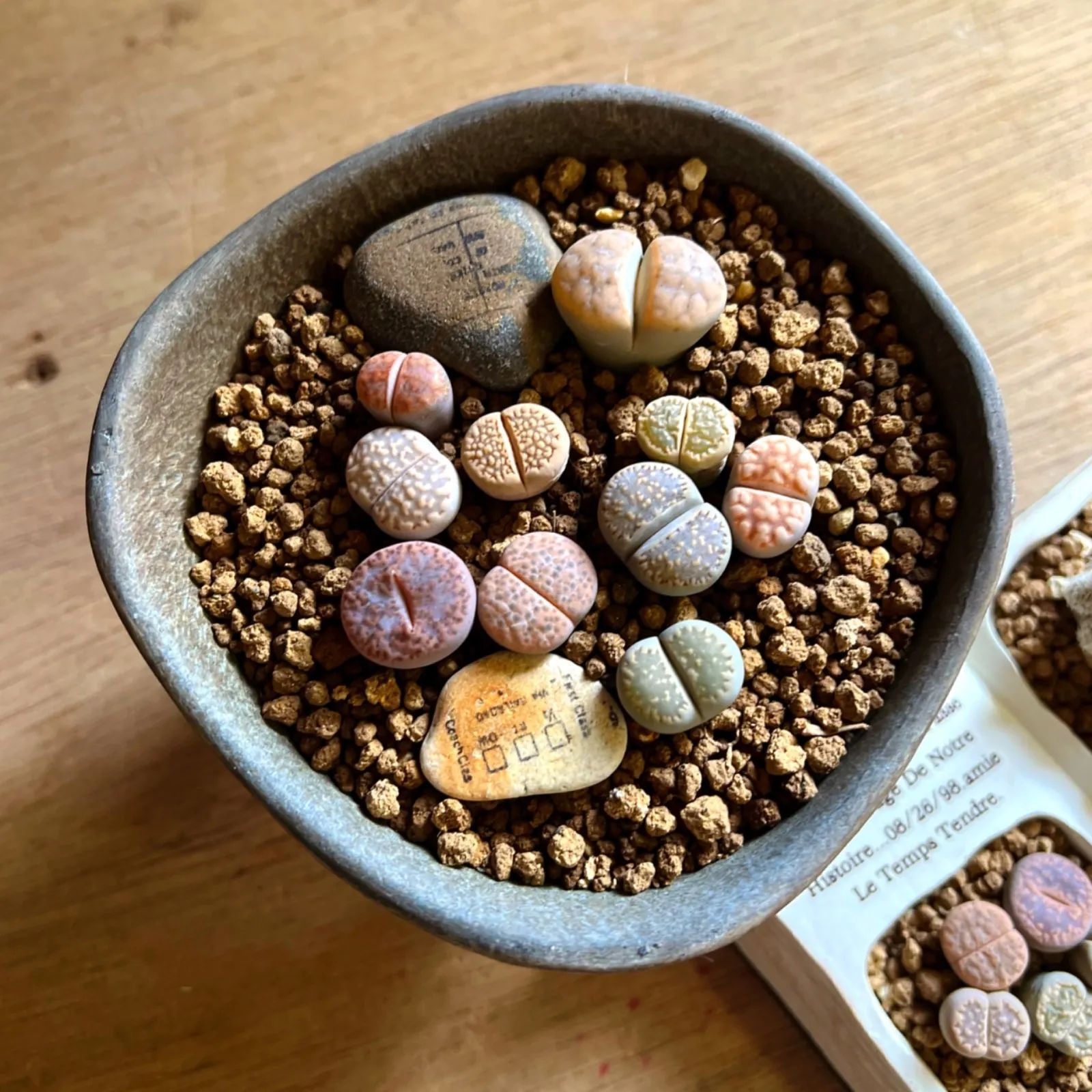 リトープスとミニサボテンの寄せ植えセット - メルカリ