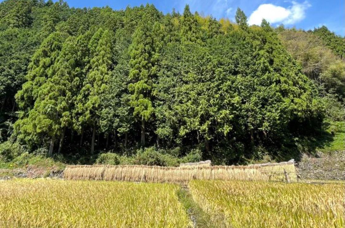 農薬化学肥料除草剤不使用 R5年度米愛媛県産ヒノヒカリ稲架掛け米 10kg