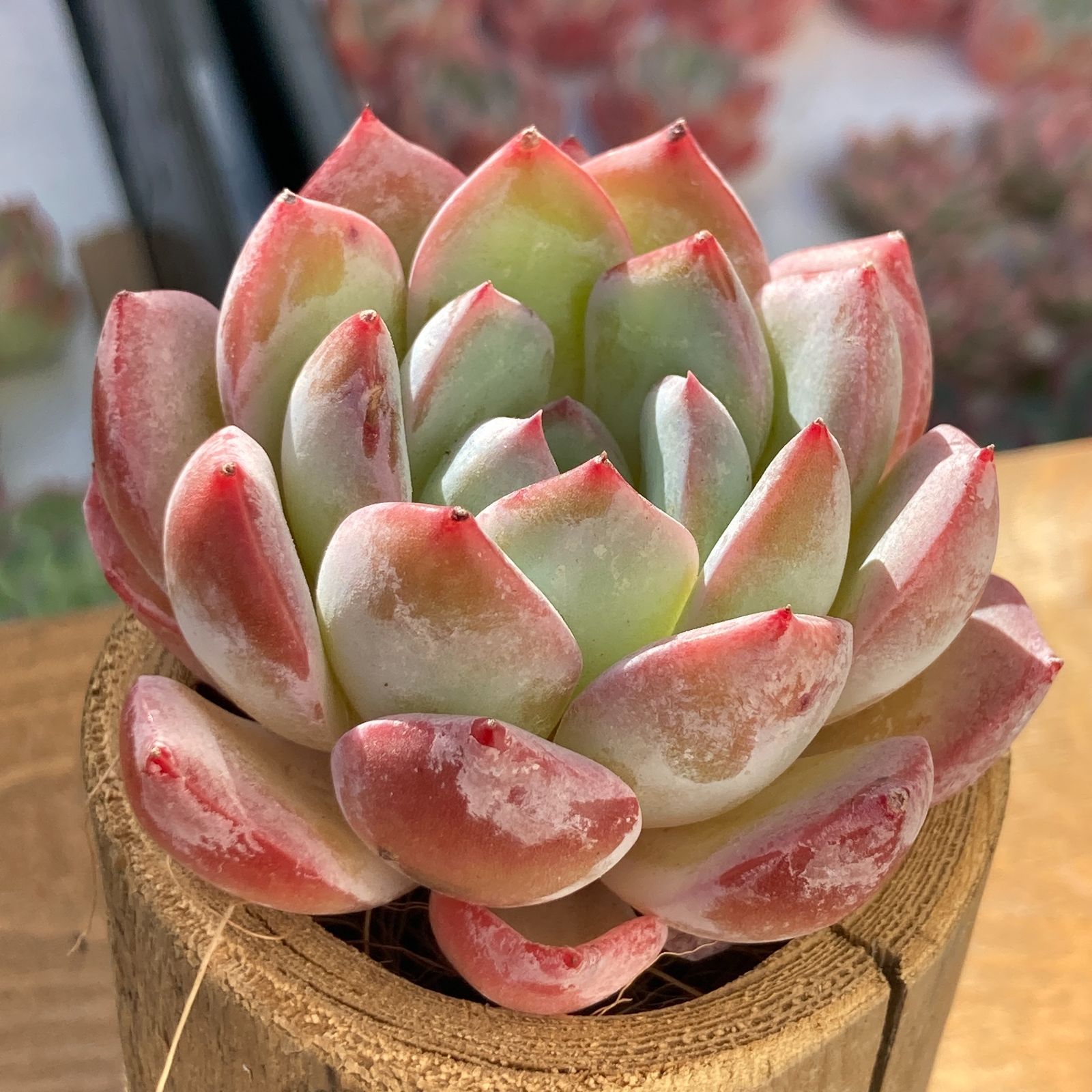 多肉植物 韓国苗 プラダ : | - 美苗 メルカリ E-TANIKU 大❣美苗 k