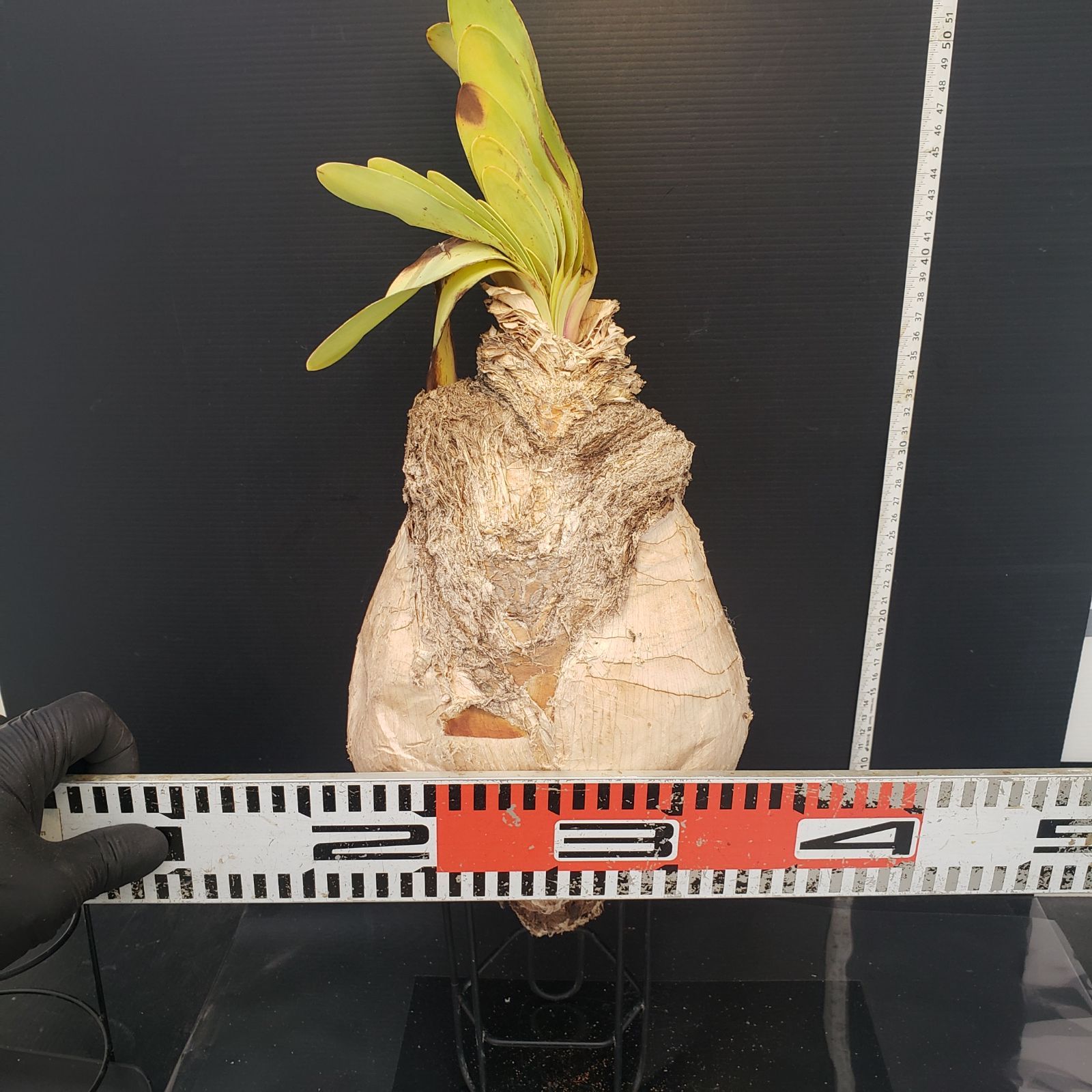 Z410 最新到着 Boophane ハエマンソイデス 現地球 抜き苗 球根植物 ブーファン ハエマンソイデス