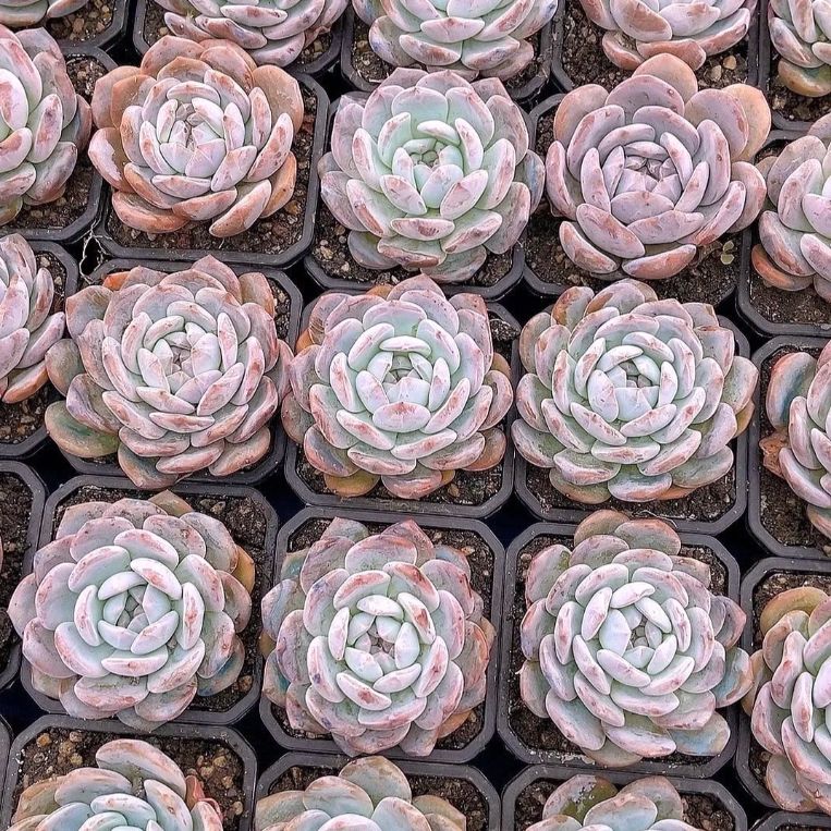 新発売 8株セット ディックライト 抜き苗 多肉植物 佐川急便発送