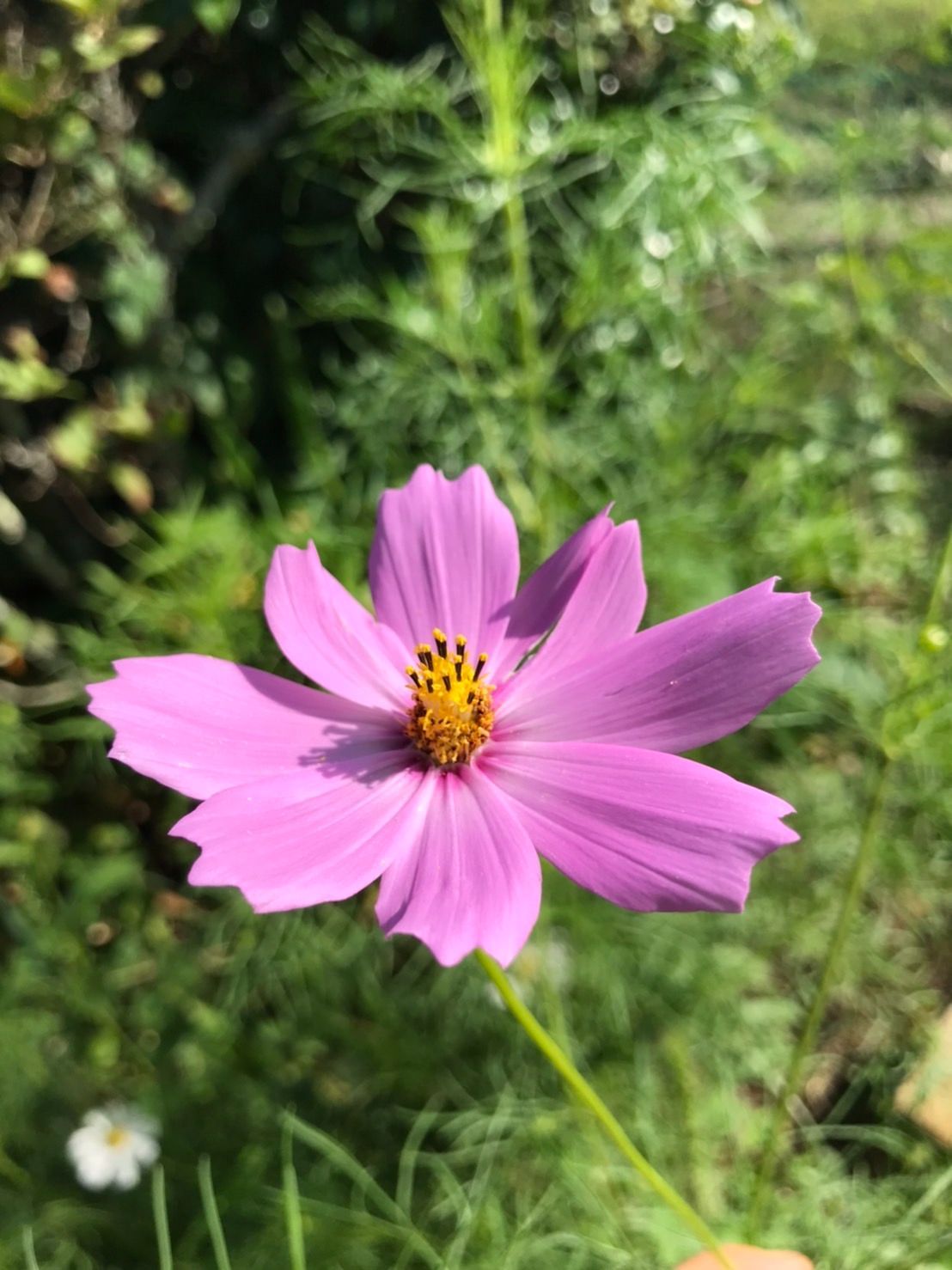 メルカリshops 自然農 コスモスの種ミックス2g ピンク 縁取り 白 オレンジ 濃いピンク