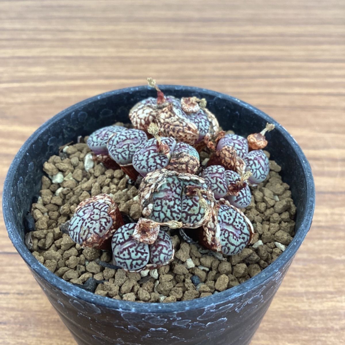 多肉植物 コノフィツム ウィッテベルゲンセ - メルカリ