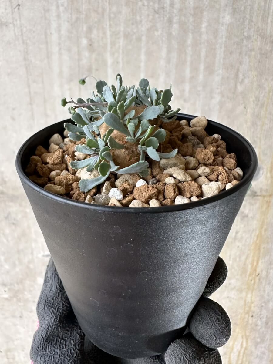 オトンナ　カカリオイデス 2株 ザ・ファームセレクト]オトンナ：カカリオイデス 2.5号鉢植え24