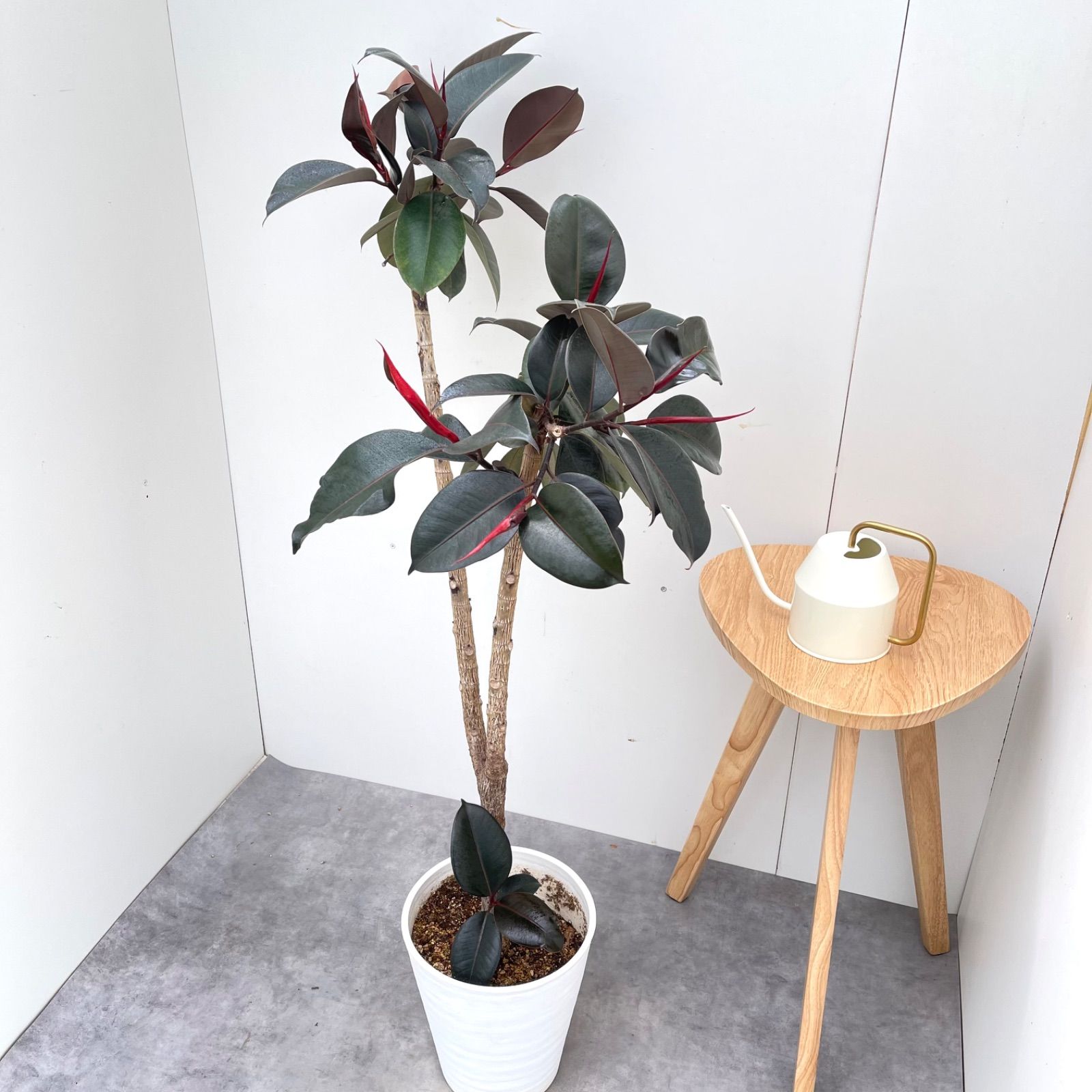 観葉植物 室内