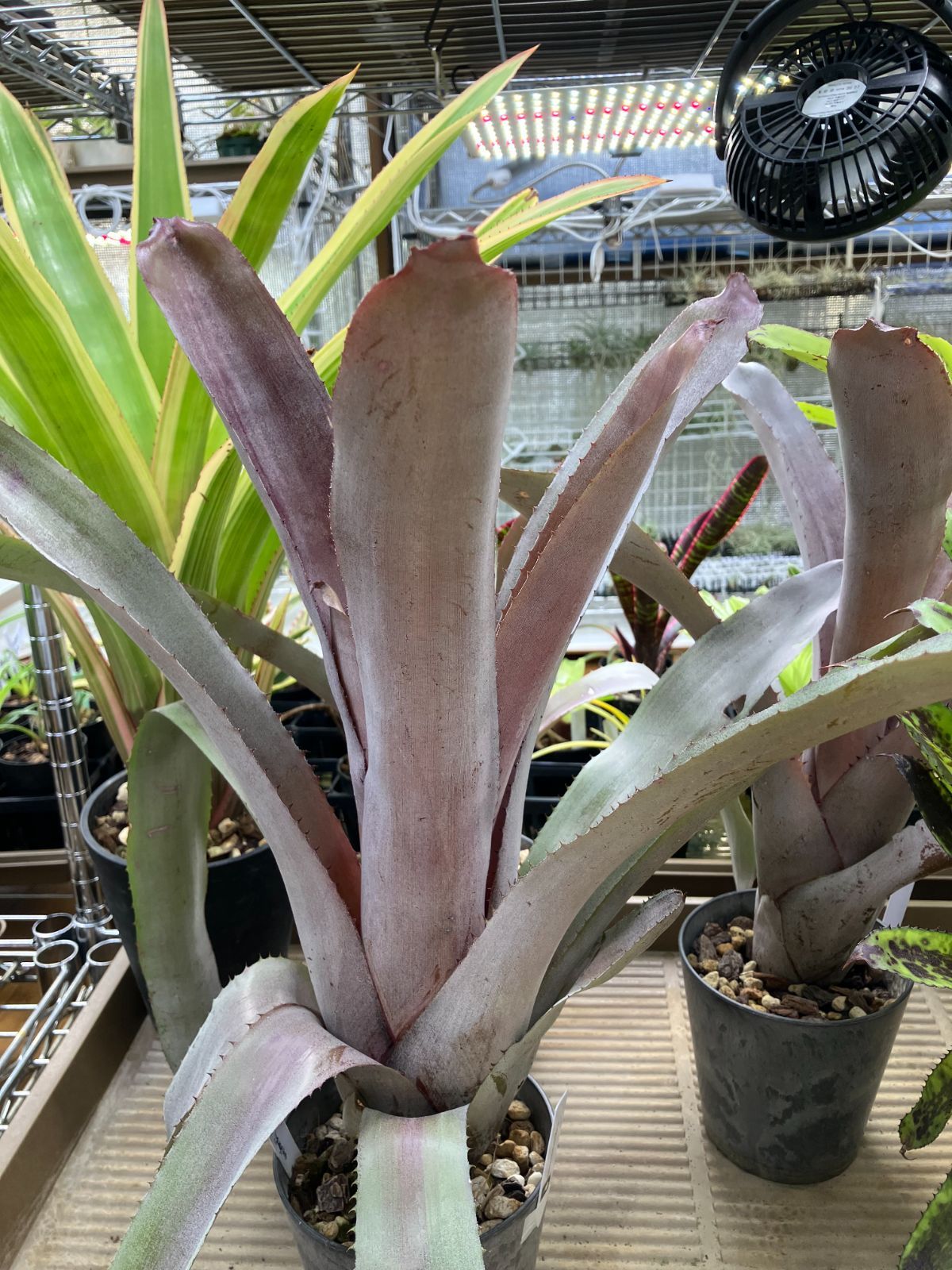 エクメア ムルフォーディ マルバ　1 エクメア・ムルフォーディ【マルバ】 Aechmea mulfordii 'Malva