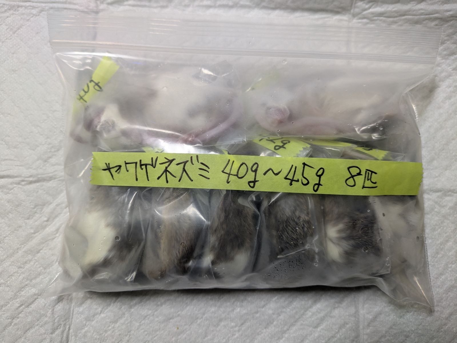 0123【冷凍】ヤワゲネズミ リタイアサイズ80~100g 40匹 0123【冷凍】ヤワゲネズミ リタイアサイズ80~100g 40匹 楽天