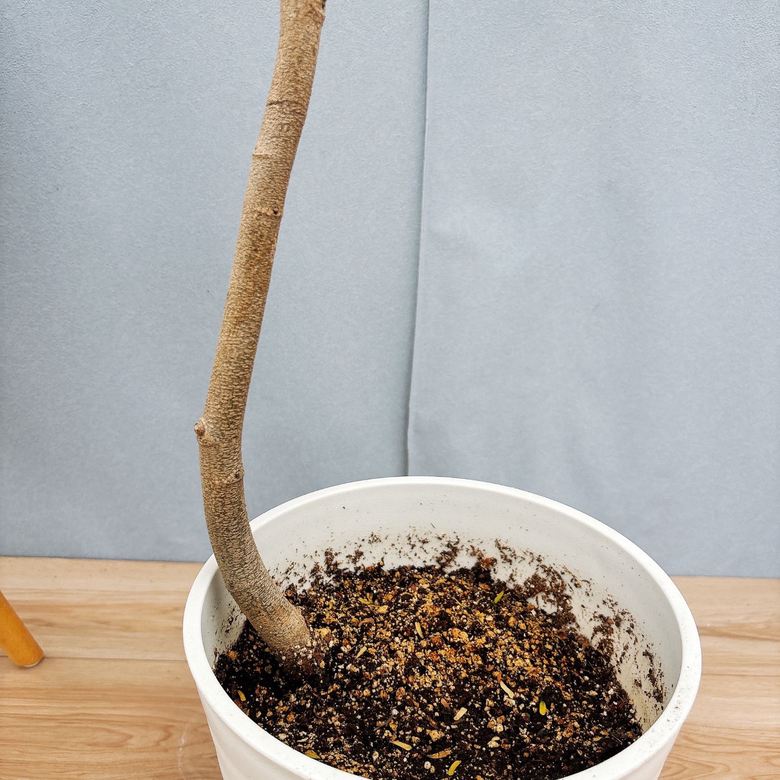 2 フラワー・ガーデニング フィカス ベンガレンシス 曲がり 鉢皿付き＋