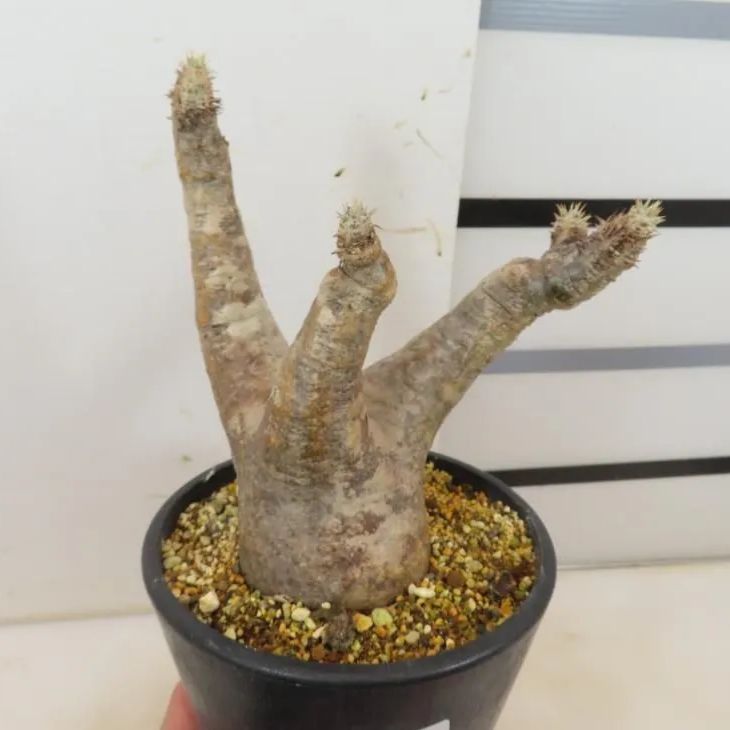 2466 「塊根植物」パキポディウム エニグマティクム 植え【発根・Pachypodium enigmaticum・多肉植物】 - メルカリ