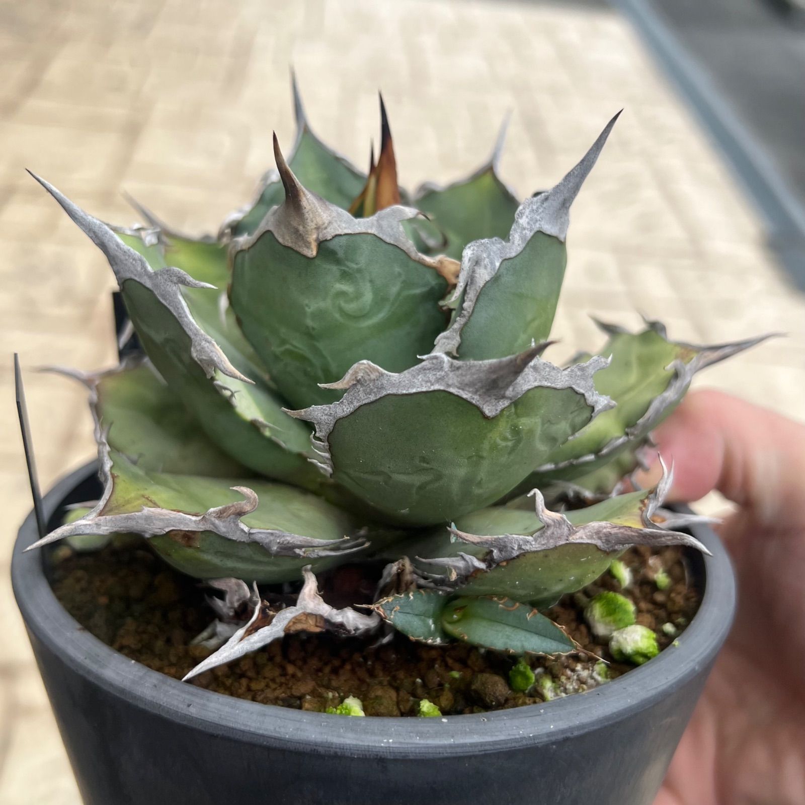 アガべ 烈炎系 アガベ チタノタ 6株セット 烈炎 シーザー 黒火焔 オアハカ