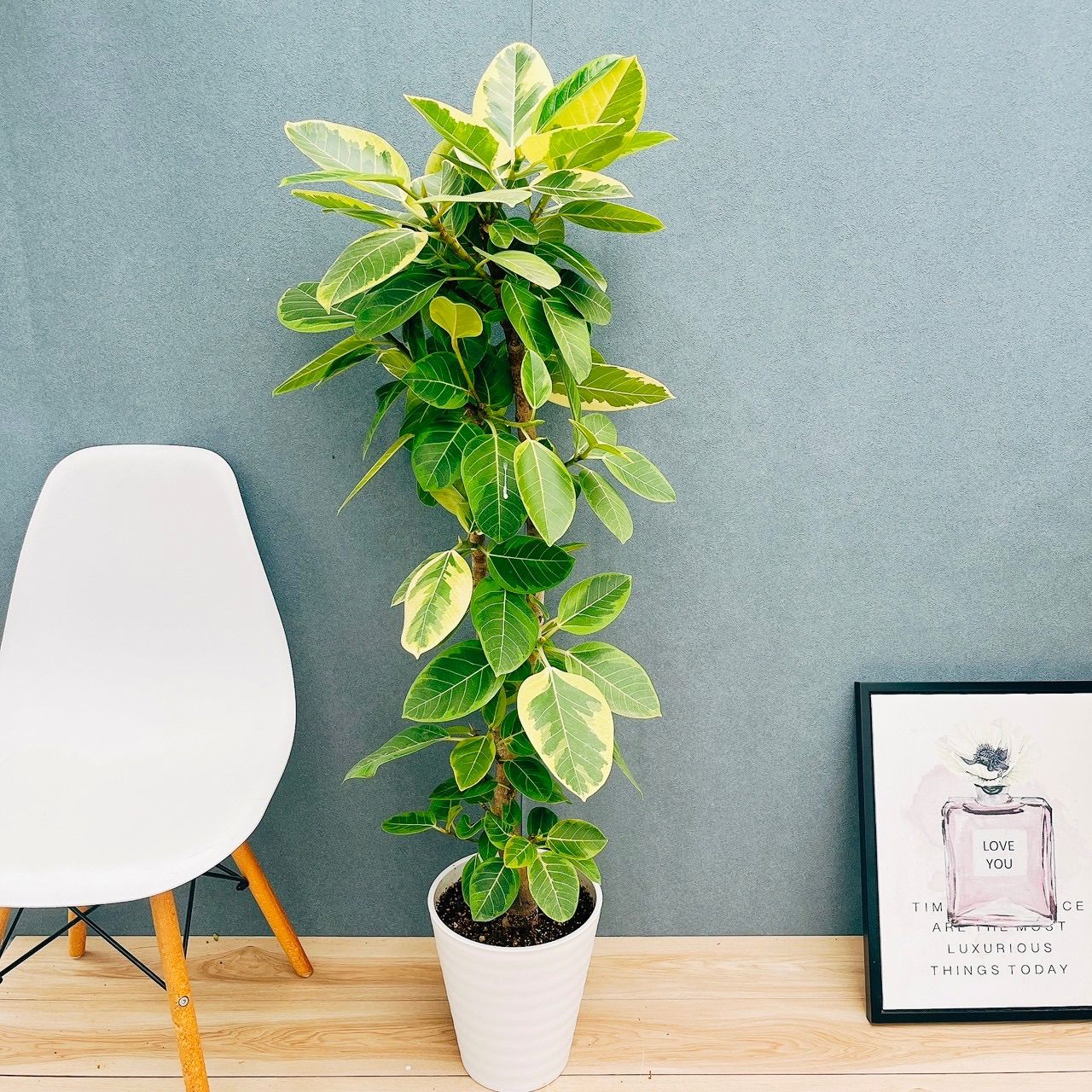 現品 1番 フィカス アルテシマ 8号 観葉植物 室内 大型 ゴムの木 おしゃれ かわいい 斑入り ストレート