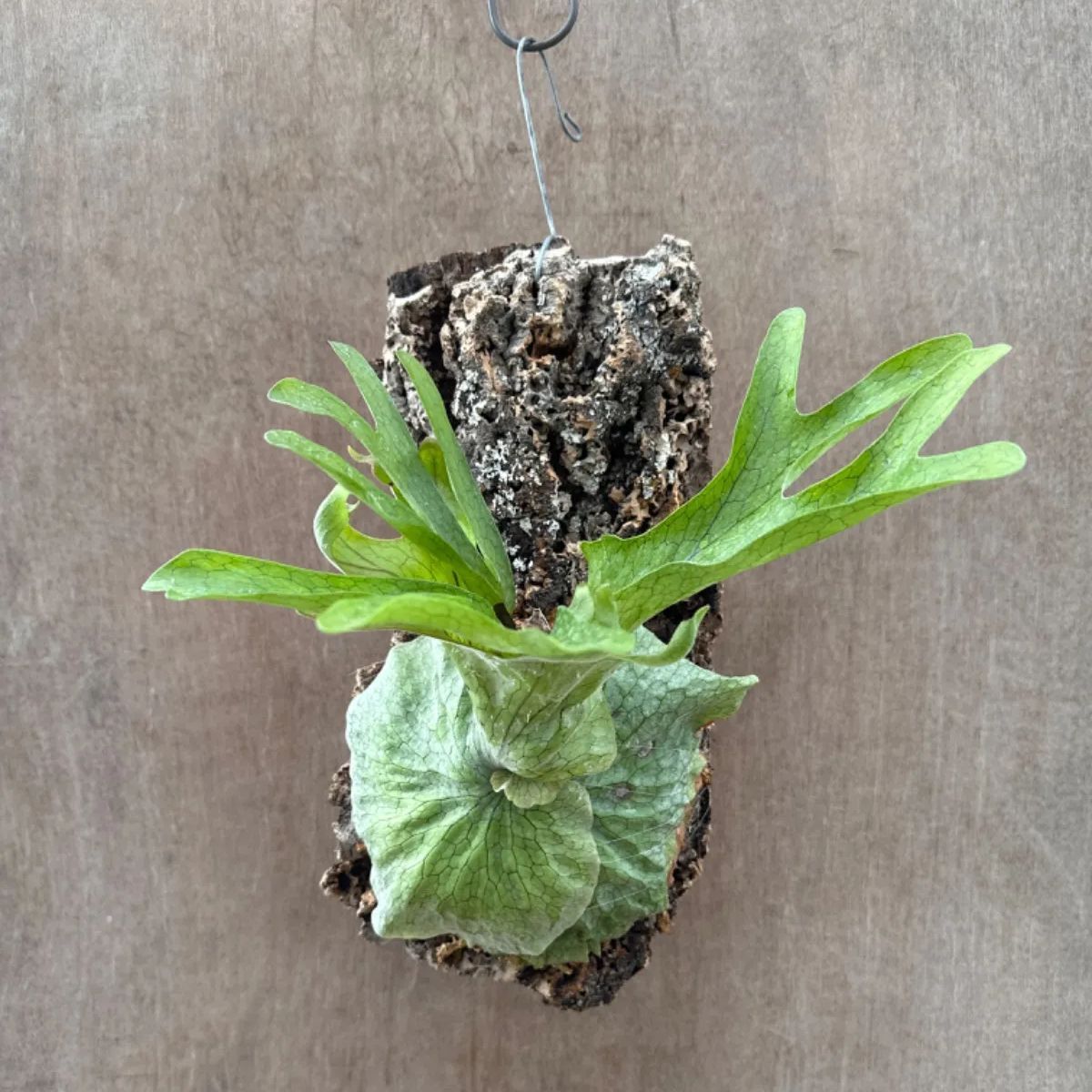 コウモリラン グランデ① 現品 Platycerium grande ビカクシダ 麋角