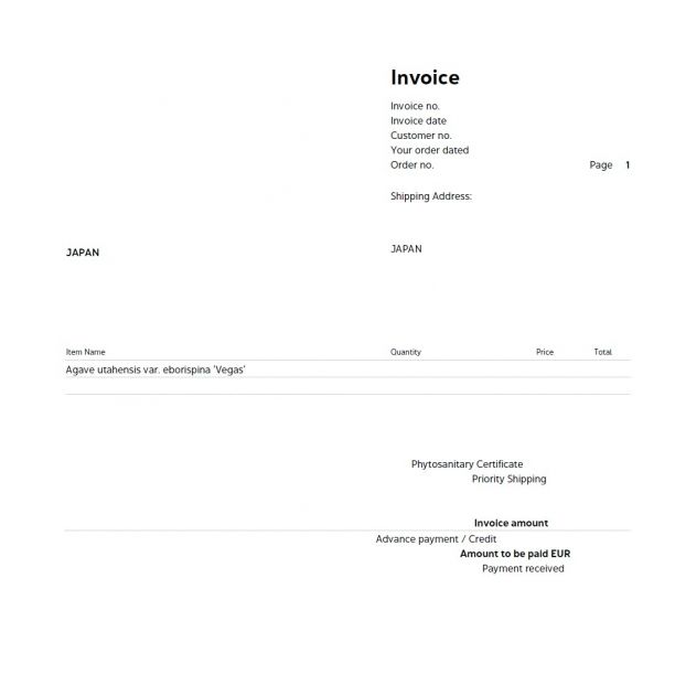 2月入荷 200粒 アガベ ユタエンシス エボリスピナ ベガス 種子 種 証明書 2月入荷 200粒 アガベ ユタエンシス エボリスピナ ベガス 種子