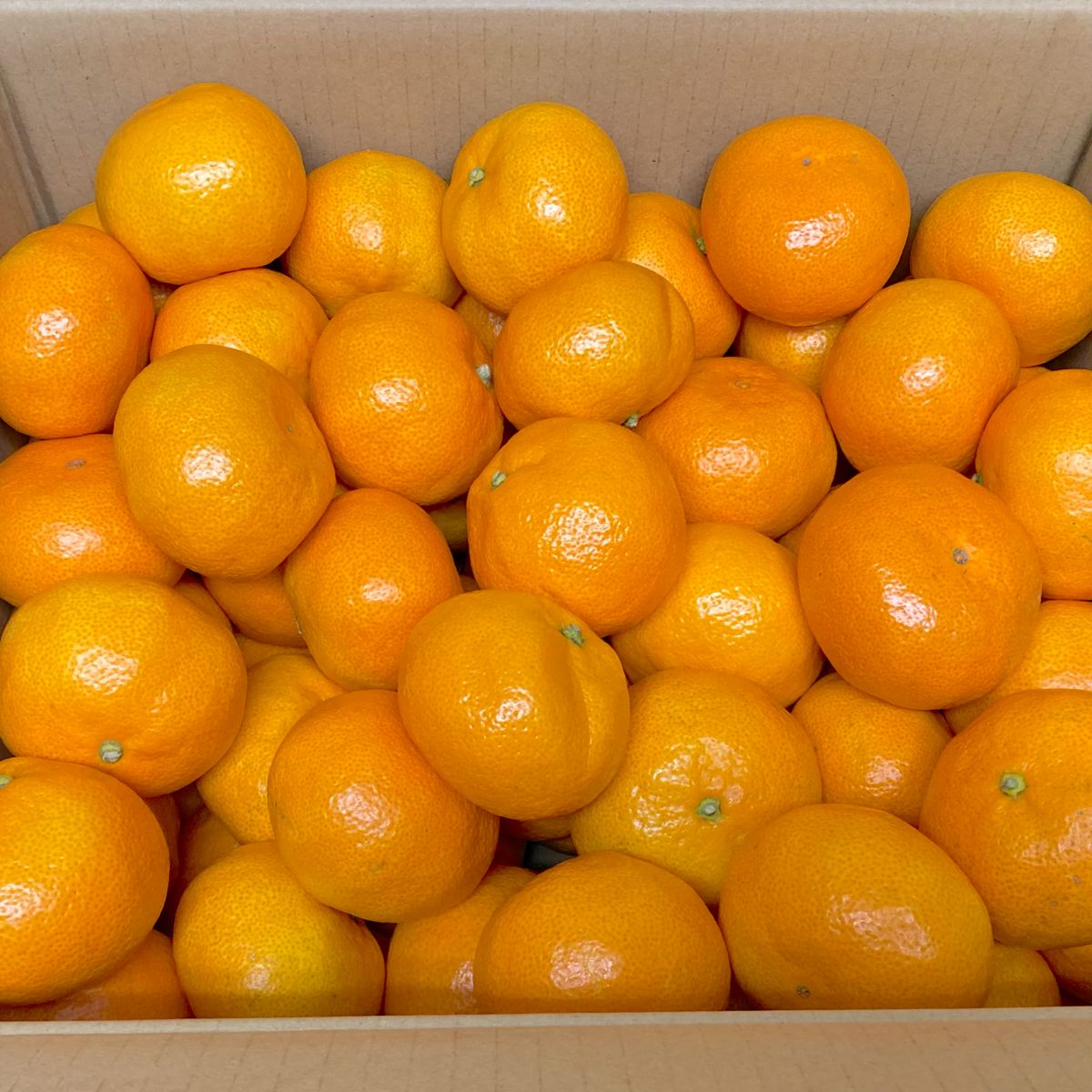 果物 みかん サイズ みかんのカロリー グラムのわかる写真館