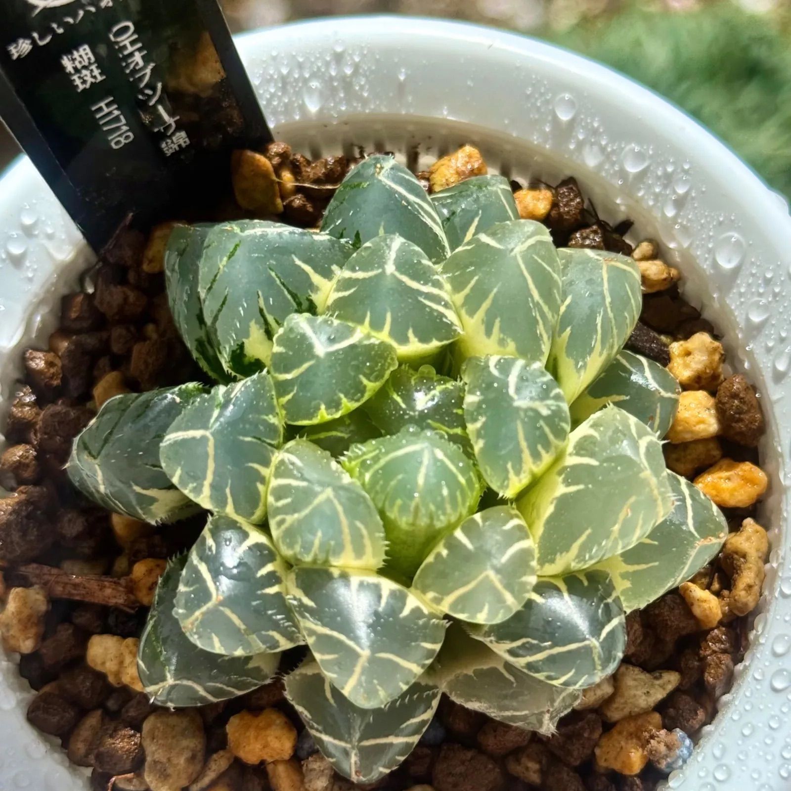 【 ブランチ 】セレウス ペルビアナス スピラリス 約80cm 柱サボテン ブランチ 】セレウス ペルビアナス スピラリス 約80cm 柱サボテン