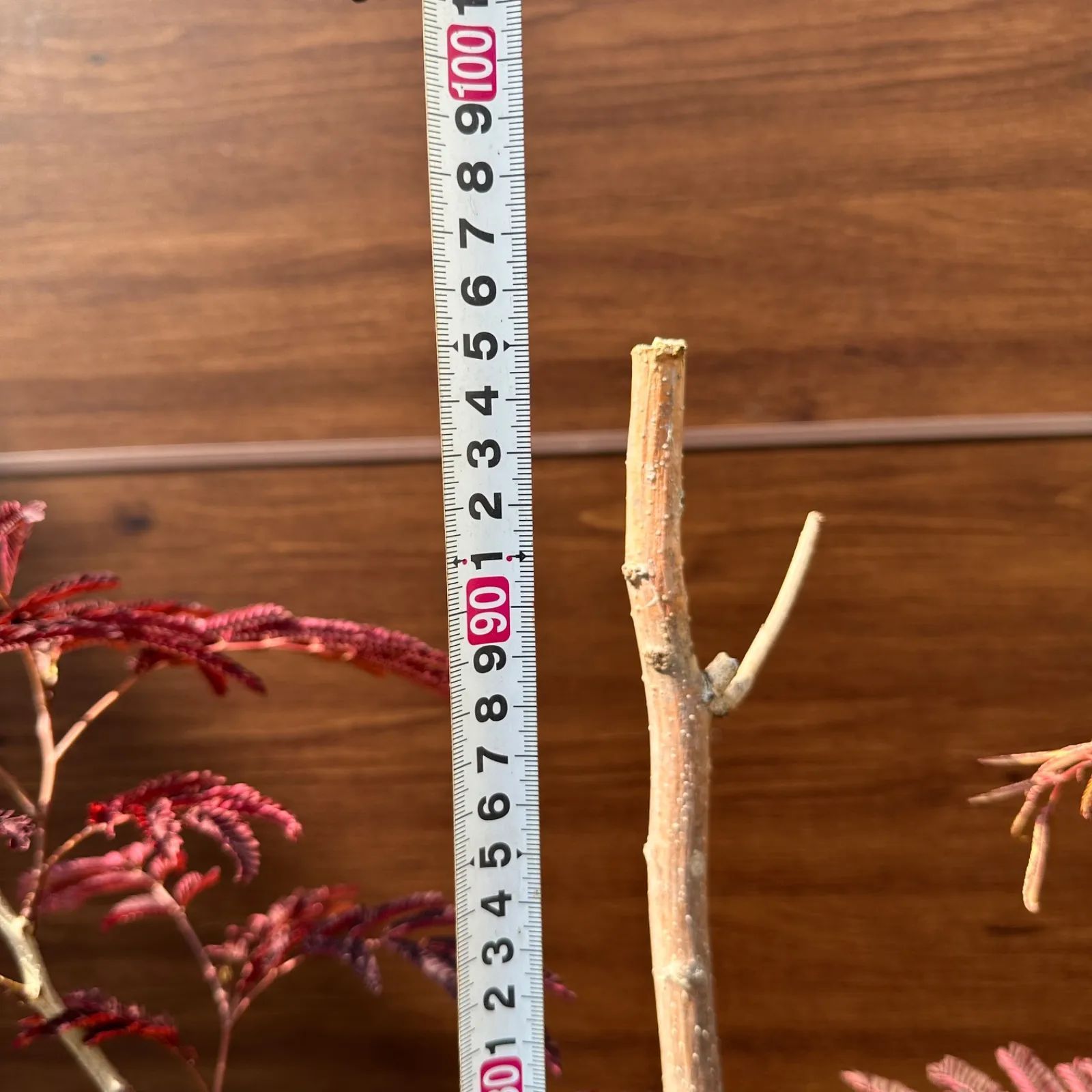 8|8写真追加 現品 ネムノキ サマーチョコレート 10号 1尺 シンボルツリー STEELWINDOWSANDDOORS_COM