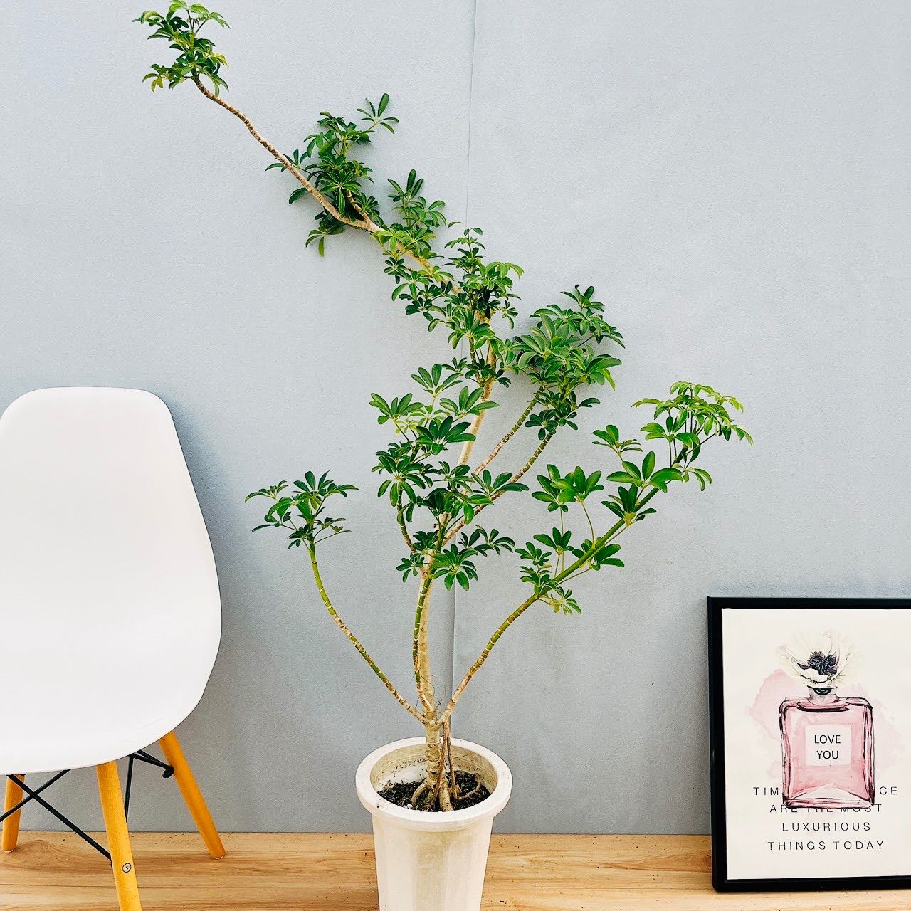 パンダ ガジュマル 斑入り 発根済み 付き 【安心の発根済株/接木