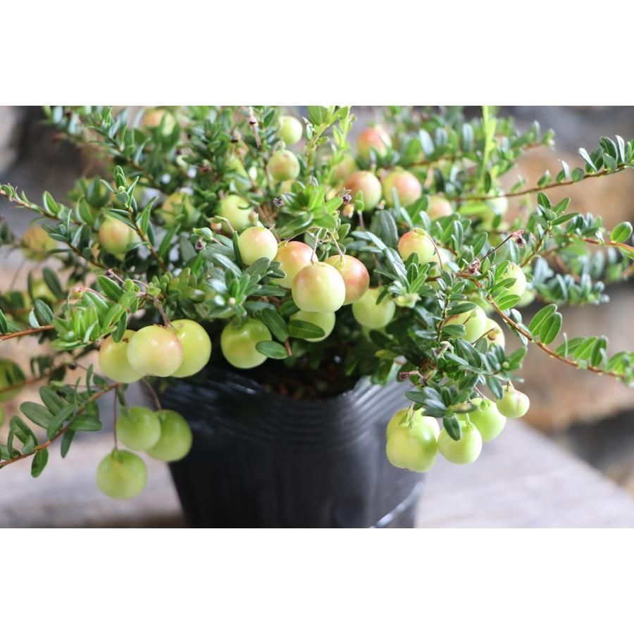 クランベリー 3.5号ポット苗 【1株販売】 果樹 苗木 寄せ植え