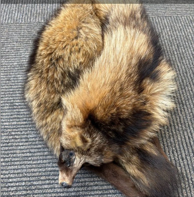 N 最終値下げ【中古】リアルファー マフラー 狸 タヌキ 毛皮