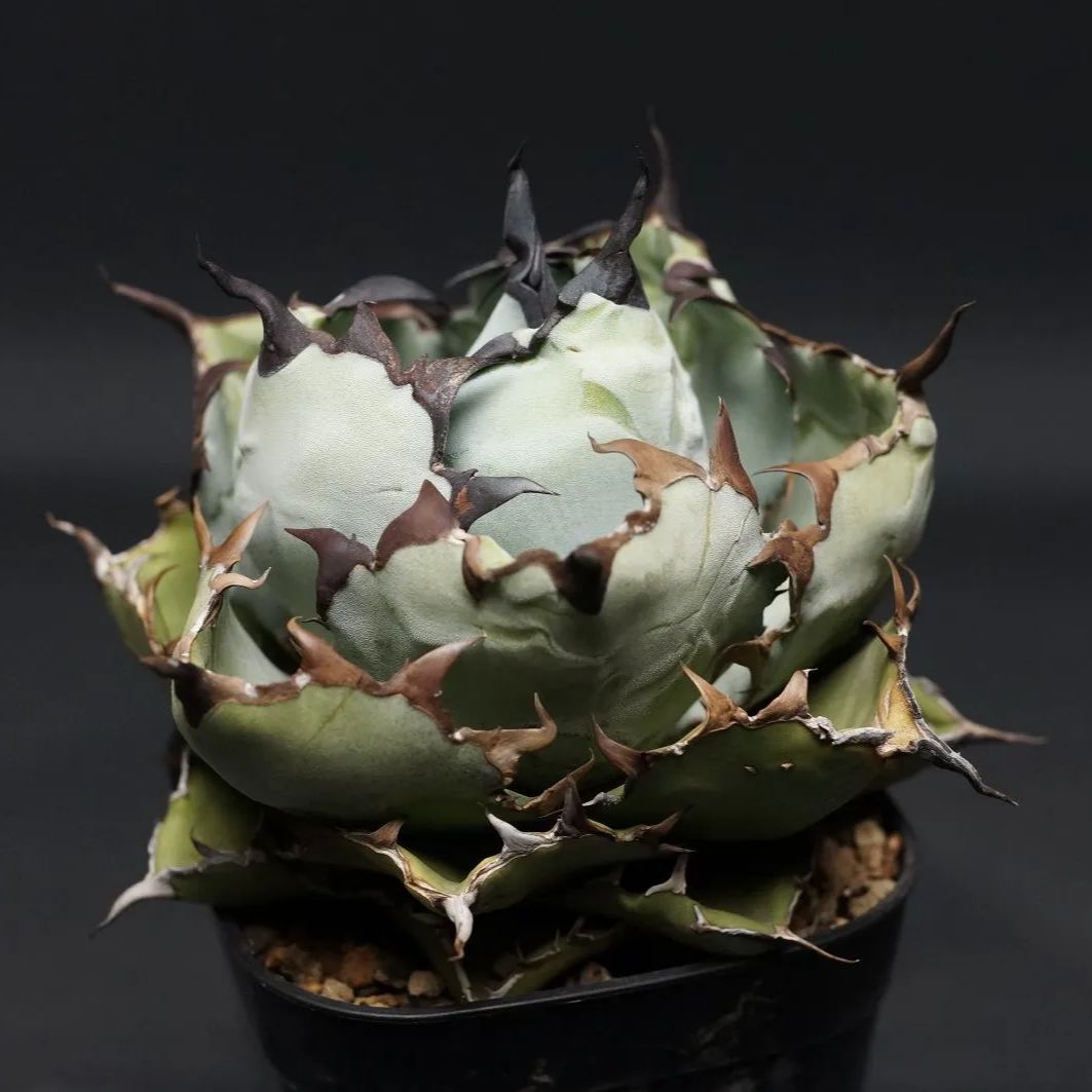 Agave