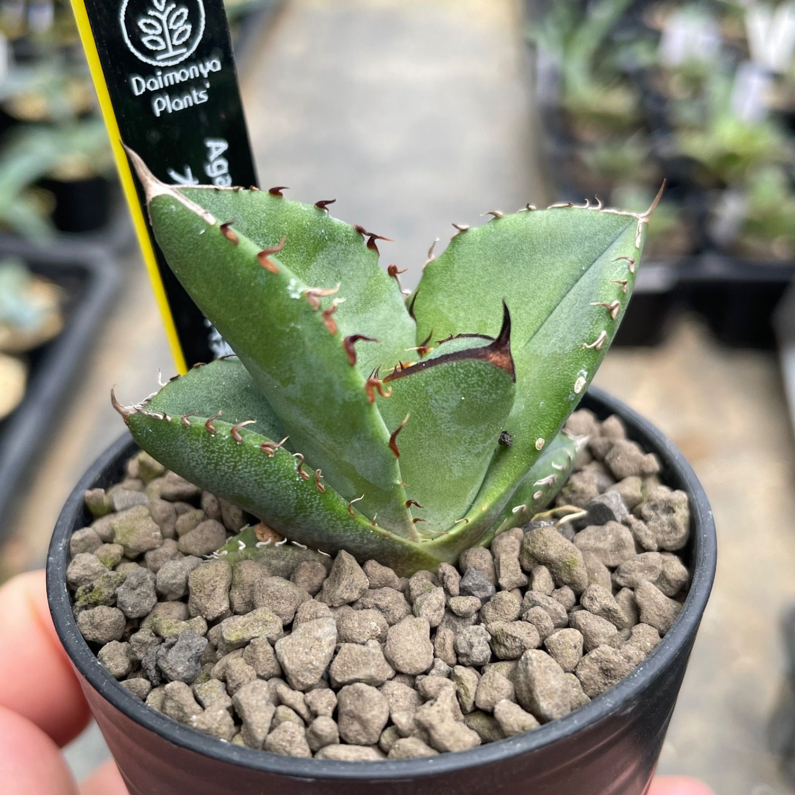 4. アガベオテロイAgave oteroi 実生株 おきのえらぶ島産 鉢12cm(アガベ)｜売買されたオークション情報、yahooの商品情報をアーカイブ公開  - オークファン 花、園芸