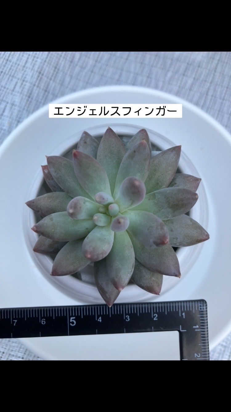 多肉植物 寄せ植え 植物 | discovermediaworks.com