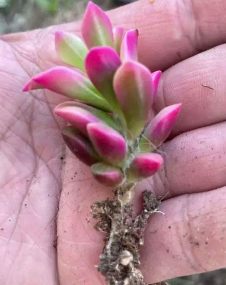 ✳️特大桜吹雪❗️寄植えのワンポイントに^ ^✳️ - メルカリ