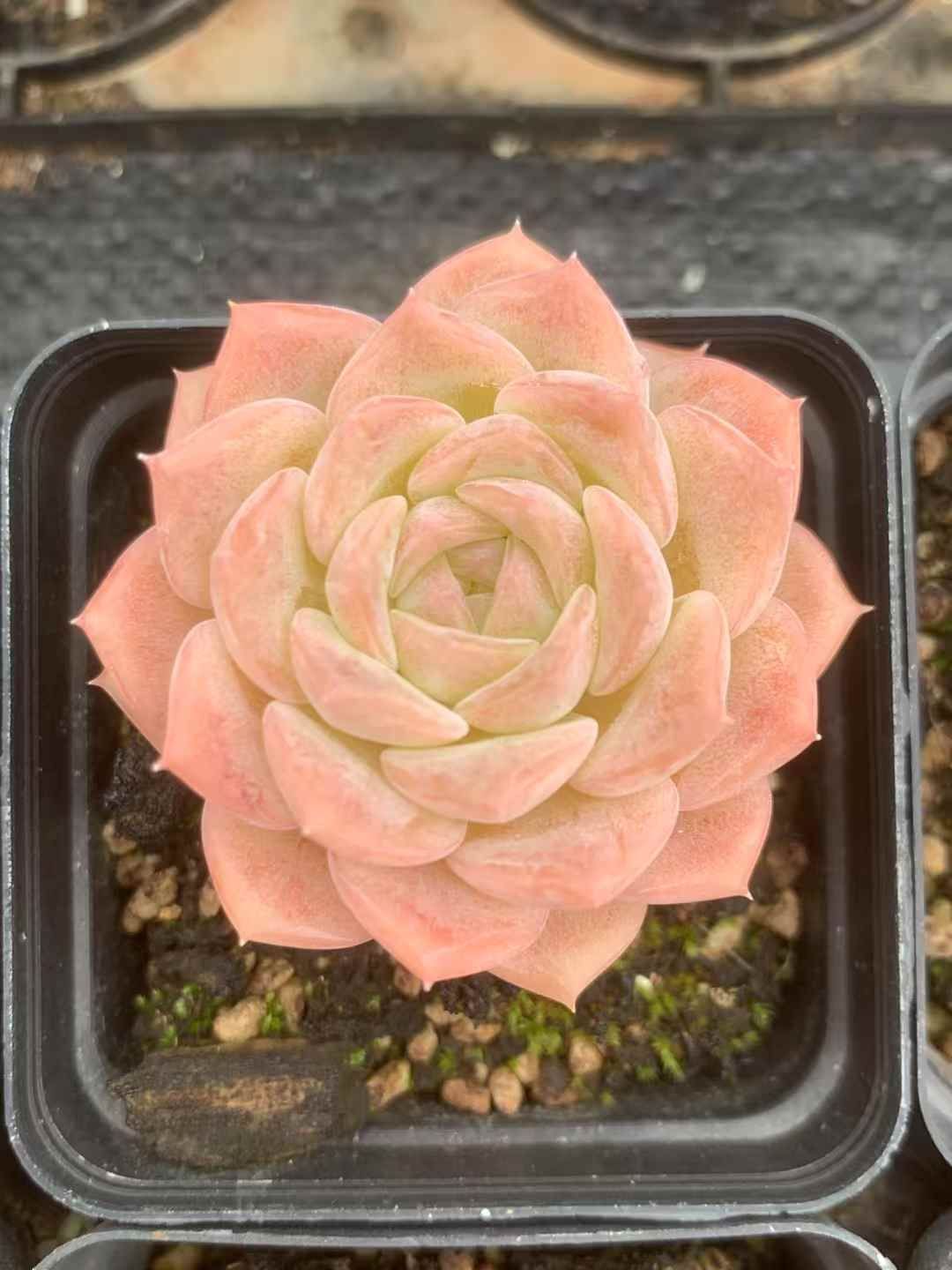 54株の抜き苗セット 純愛 多肉植物 佐川急便発送 エケベリア 韓国苗 LX33