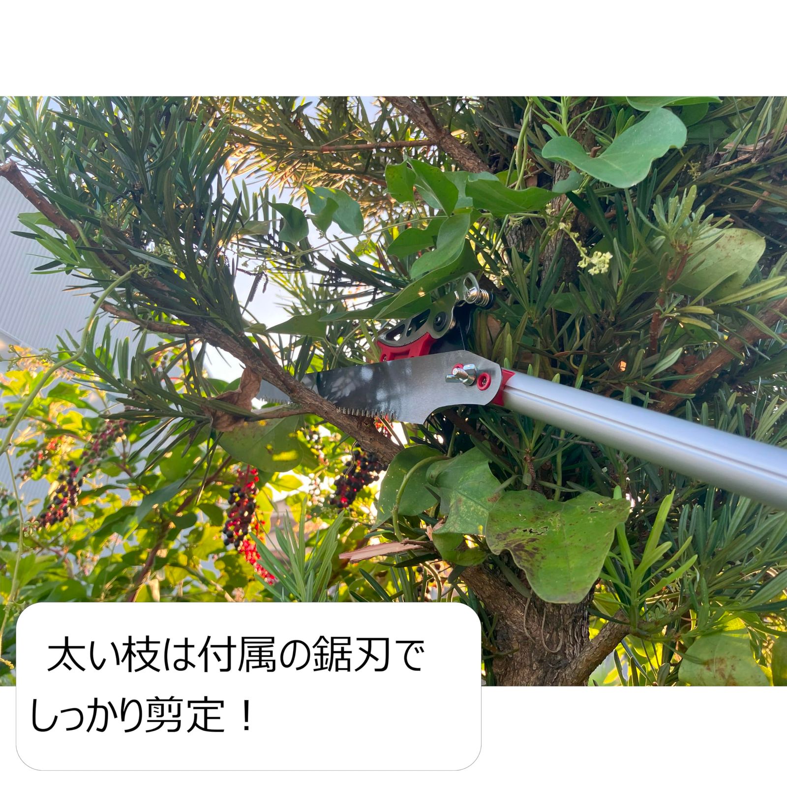 DAISHIN ちょうどいい2m 超軽量620g 鋸刃付き 大進 高枝切り