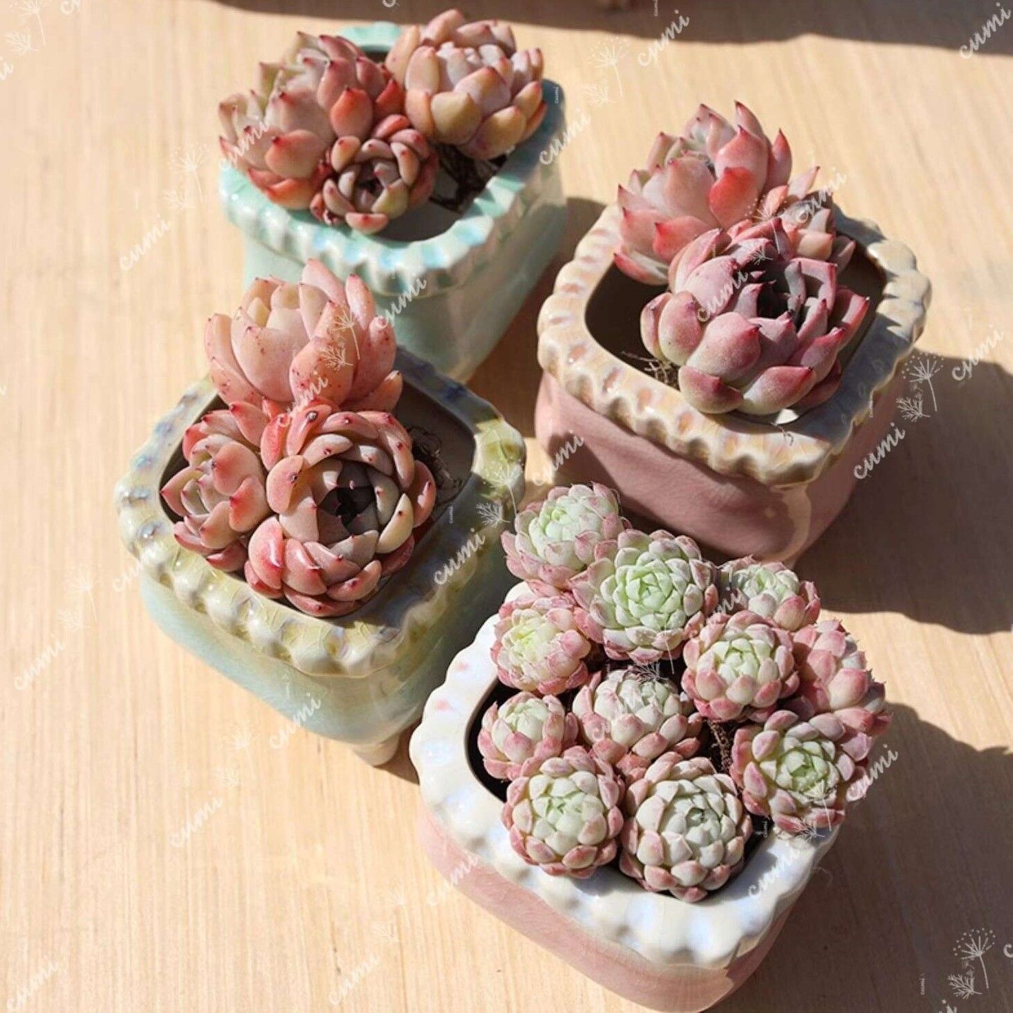 N0328 韓国 3号 4個セット 春日 四角 窯変 貫入 浮彫 植木鉢