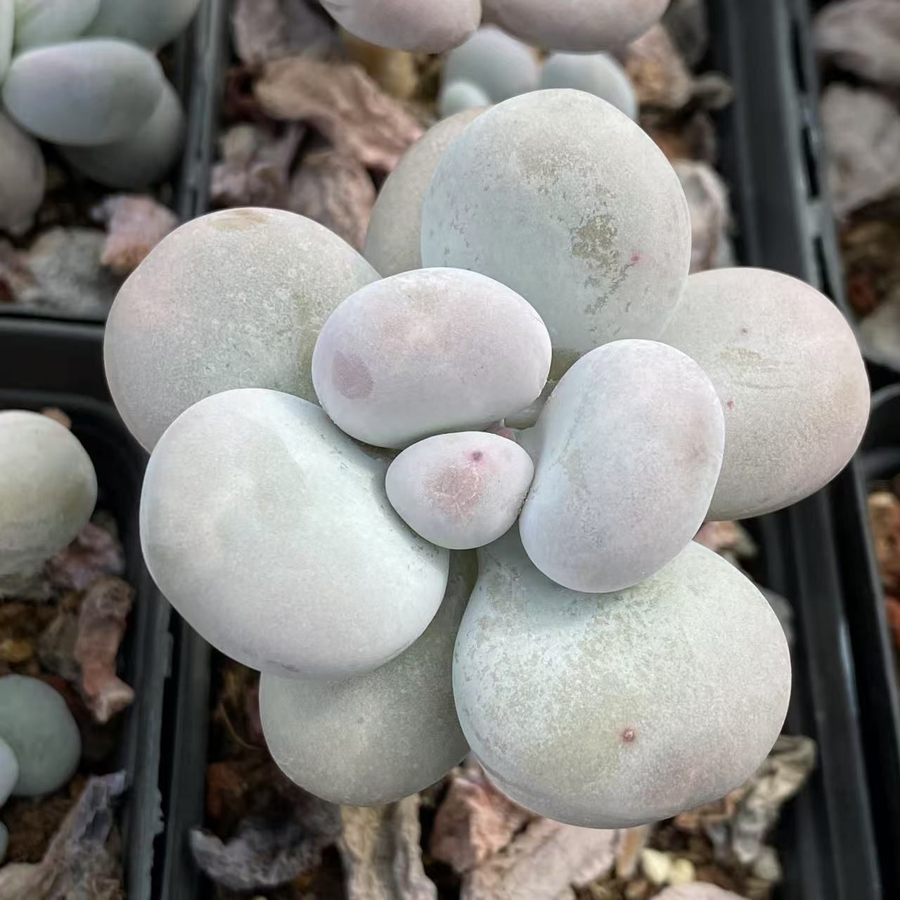 モモミルク双頭