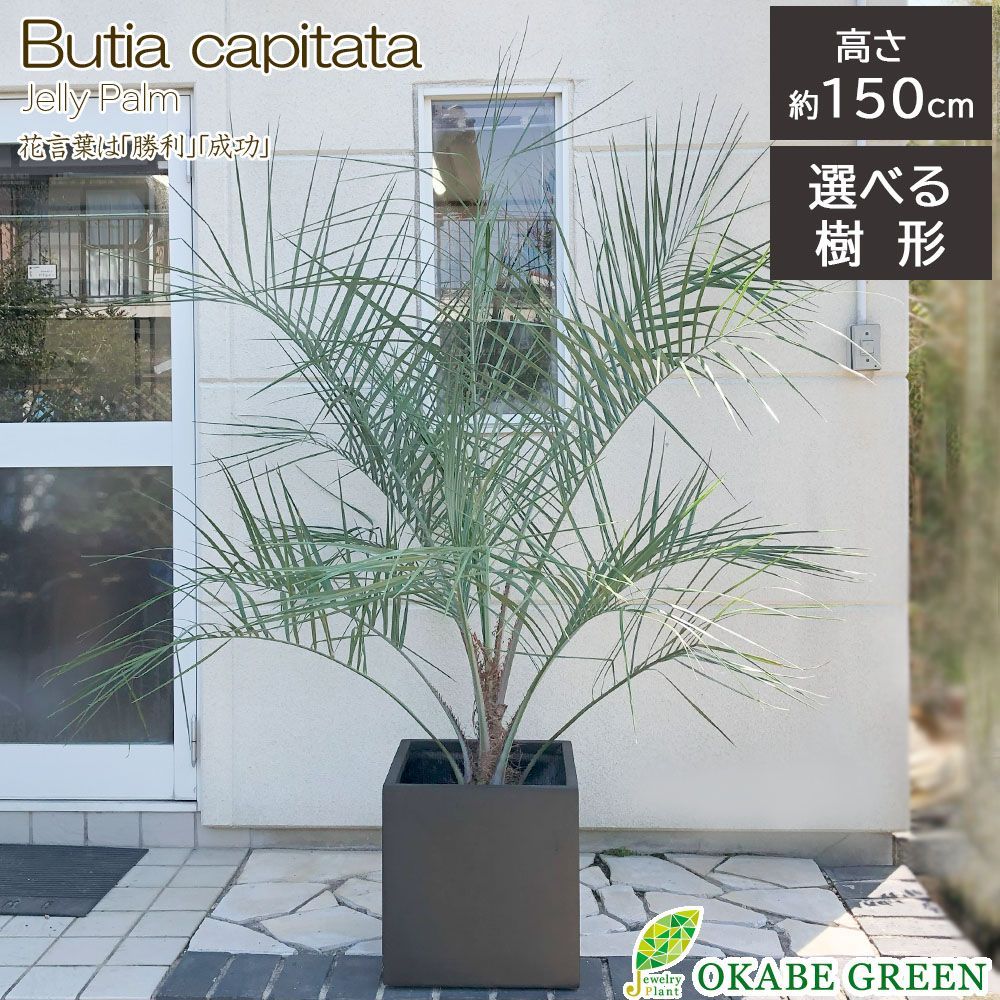 観葉植物 新生活 ココスヤシ 10号 【現品】 エイリアス キューブ