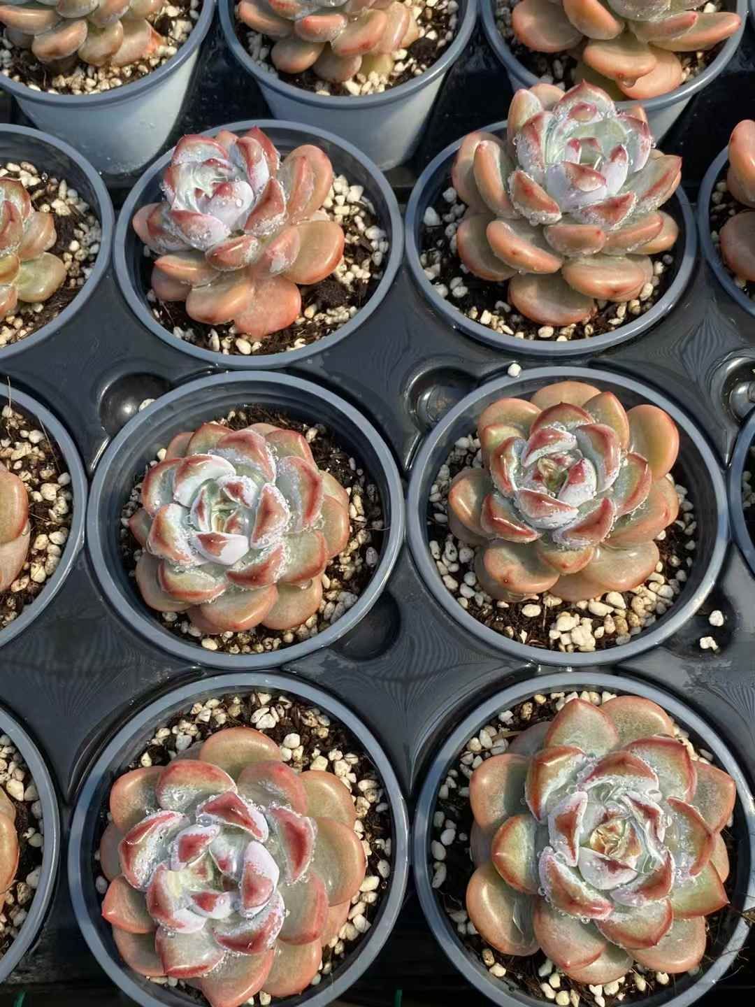 多肉植物　韓国苗　スターマーク　大きめ　抜き苗 現物 多肉植物 スターマーク 抜き苗 | るる農園~多肉植物専門